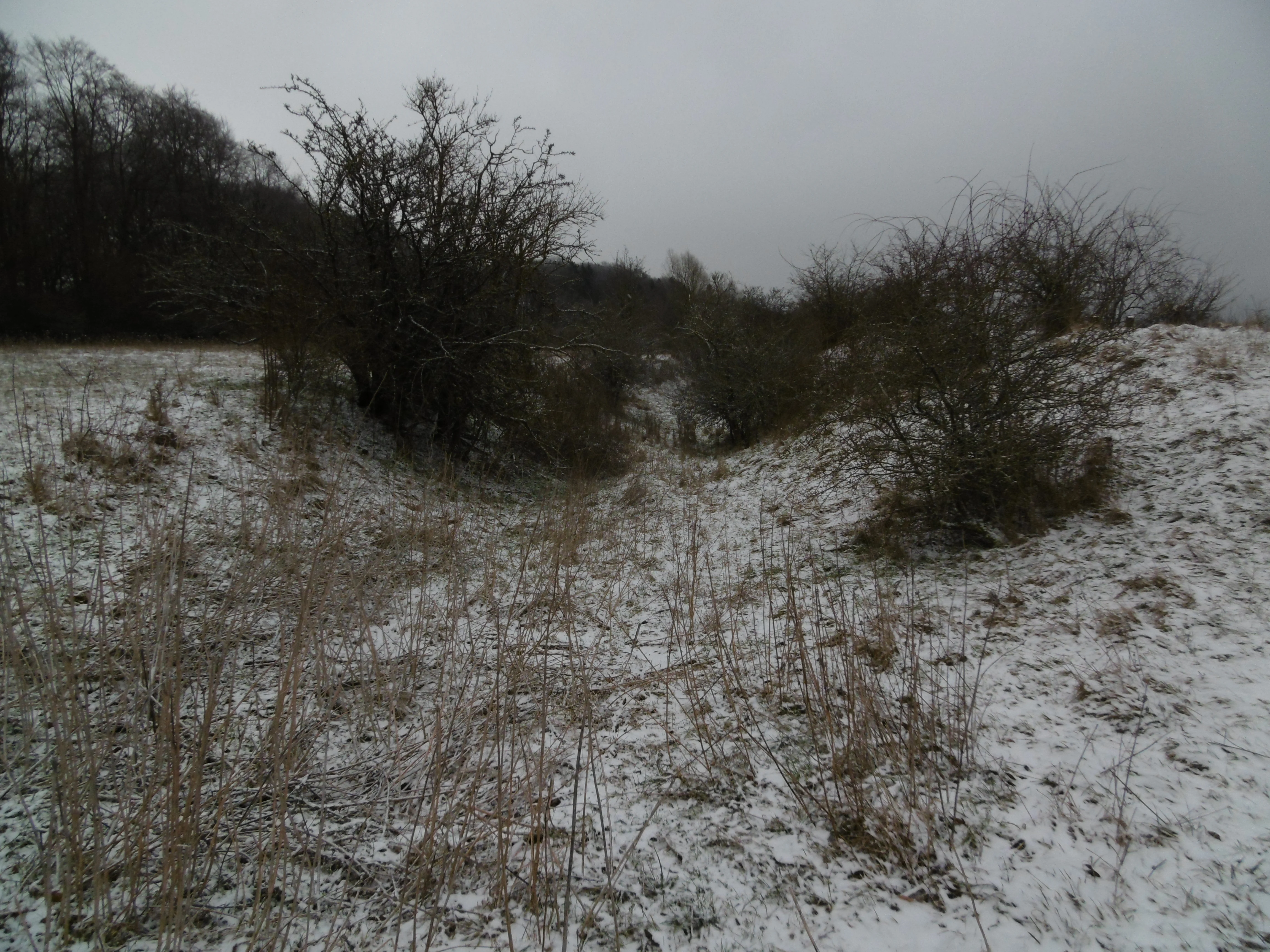 A winter landscape showing a snow-covered field with bare bushes and shrubs, a central path or depression running through the middle, and trees in the background under an overcast gray sky.