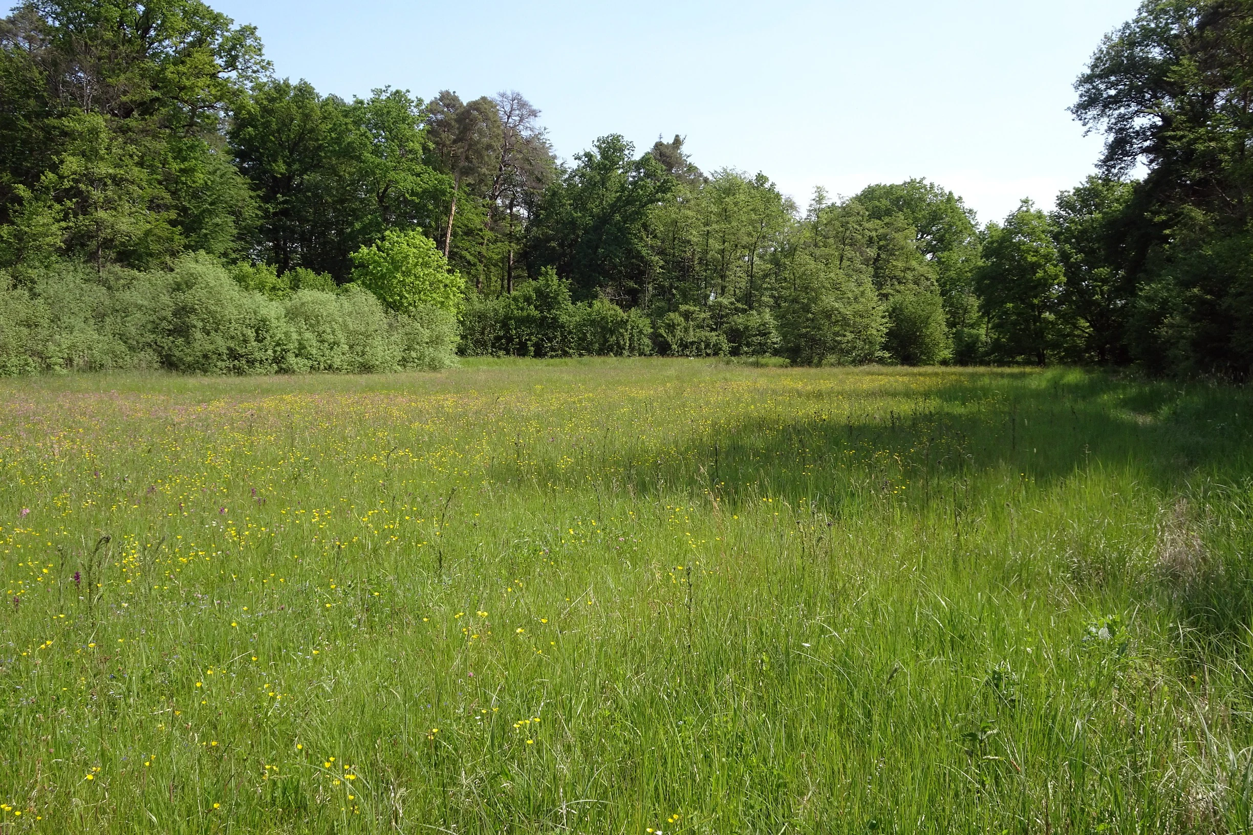 A wide view of a vibrant green meadow filled with small wildflowers, bordered by a dense forest of deciduous trees in the background.