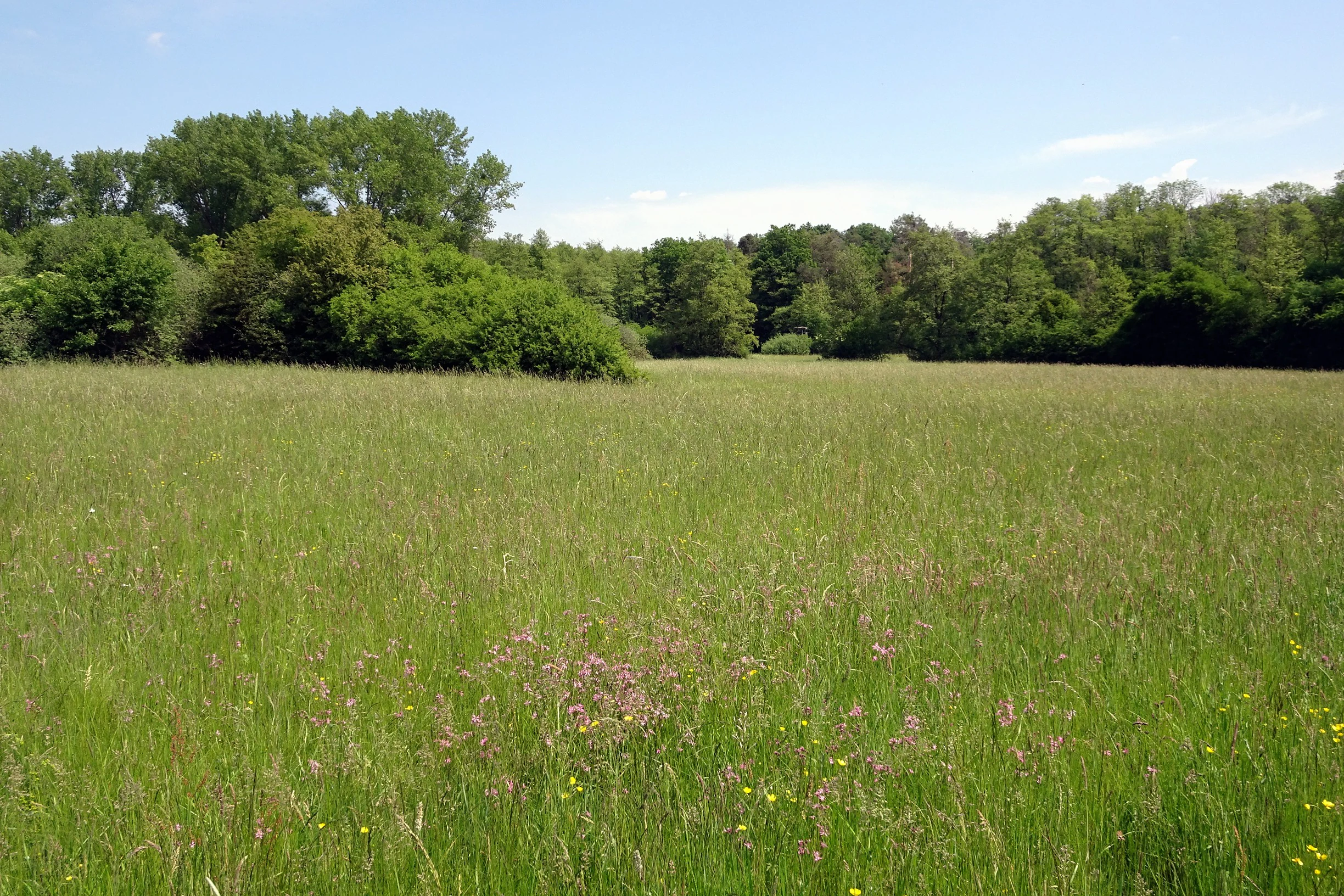 A wide view of a vibrant green meadow during a bright day, surrounded by a dense forest boundary under a blue sky.