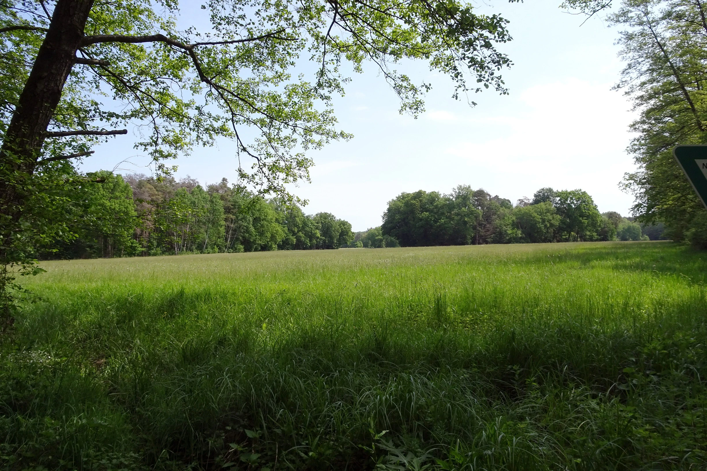 A wide view of a green, grassy meadow surrounded by deciduous forest under a bright sky.
