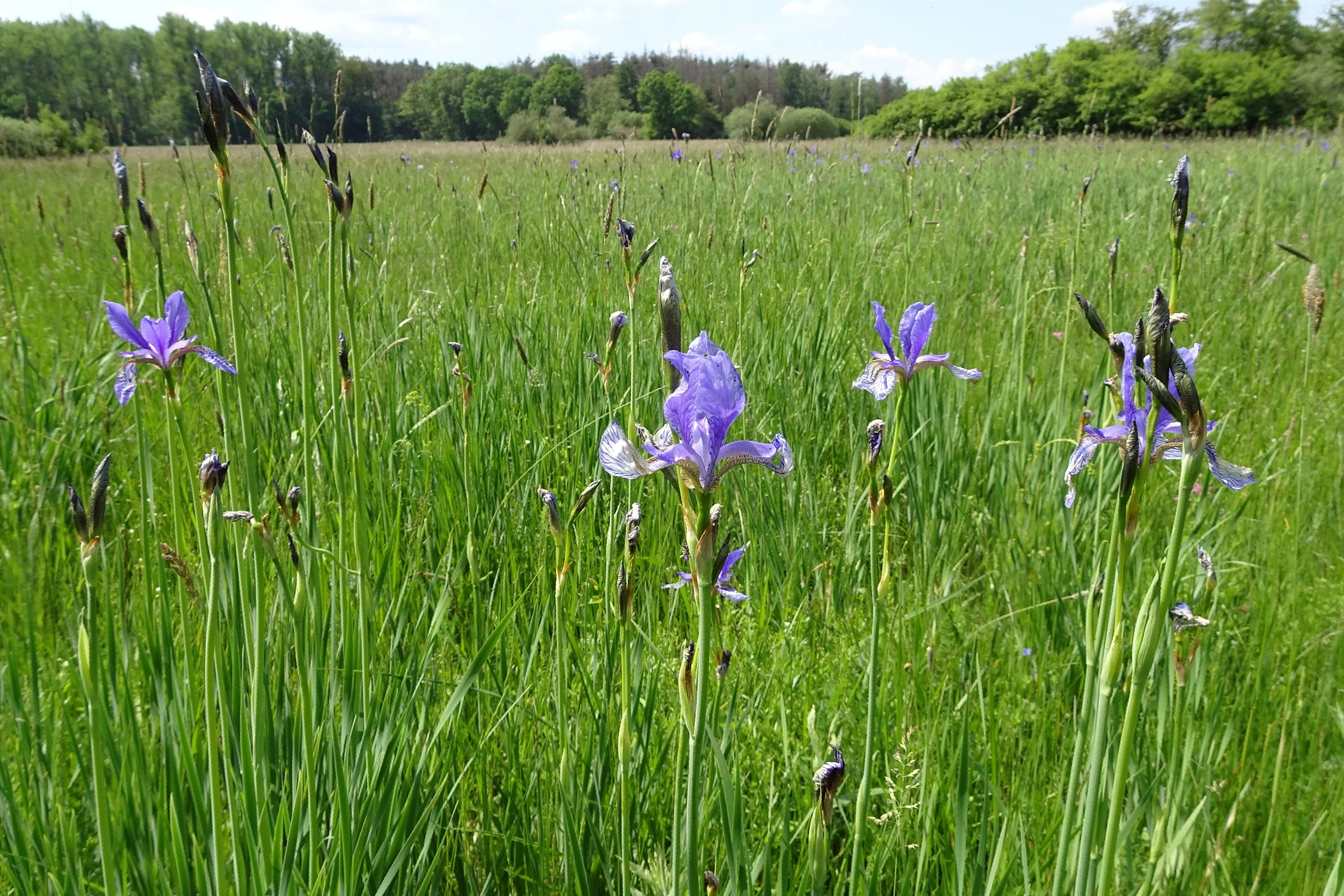 Several purple Siberian iris flowers growing among tall green grasses in an open meadow with a tree line in the background.