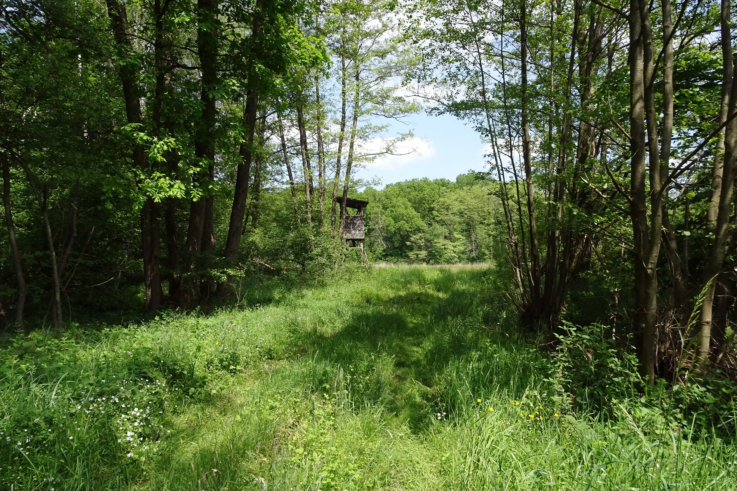 A green meadow path leads toward a small wooden hunting stand visible in the distance, framed by mature trees in a forest.