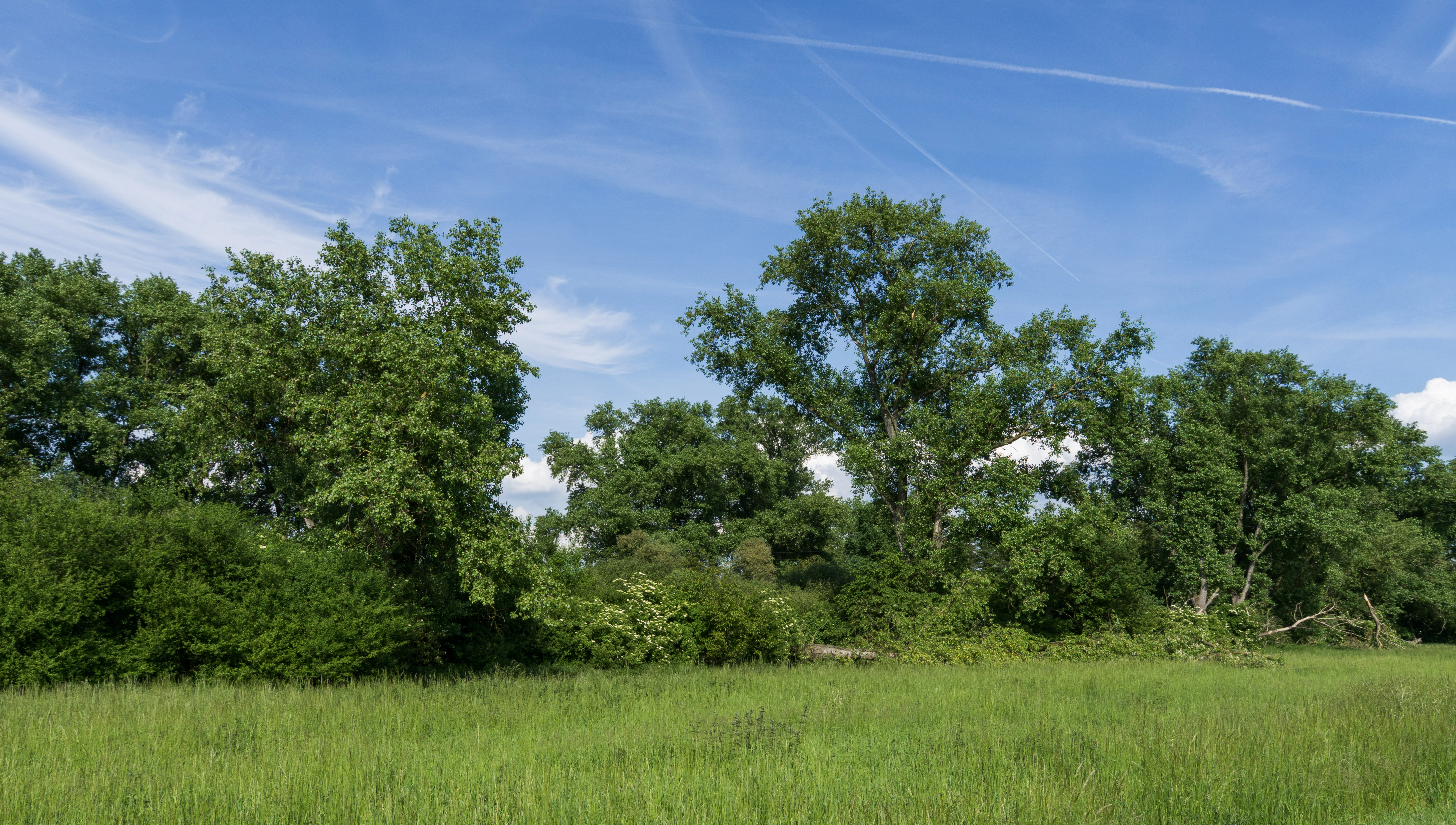 A green grassy field foreground transitions into a dense line of mature deciduous trees under a clear blue sky with thin clouds.