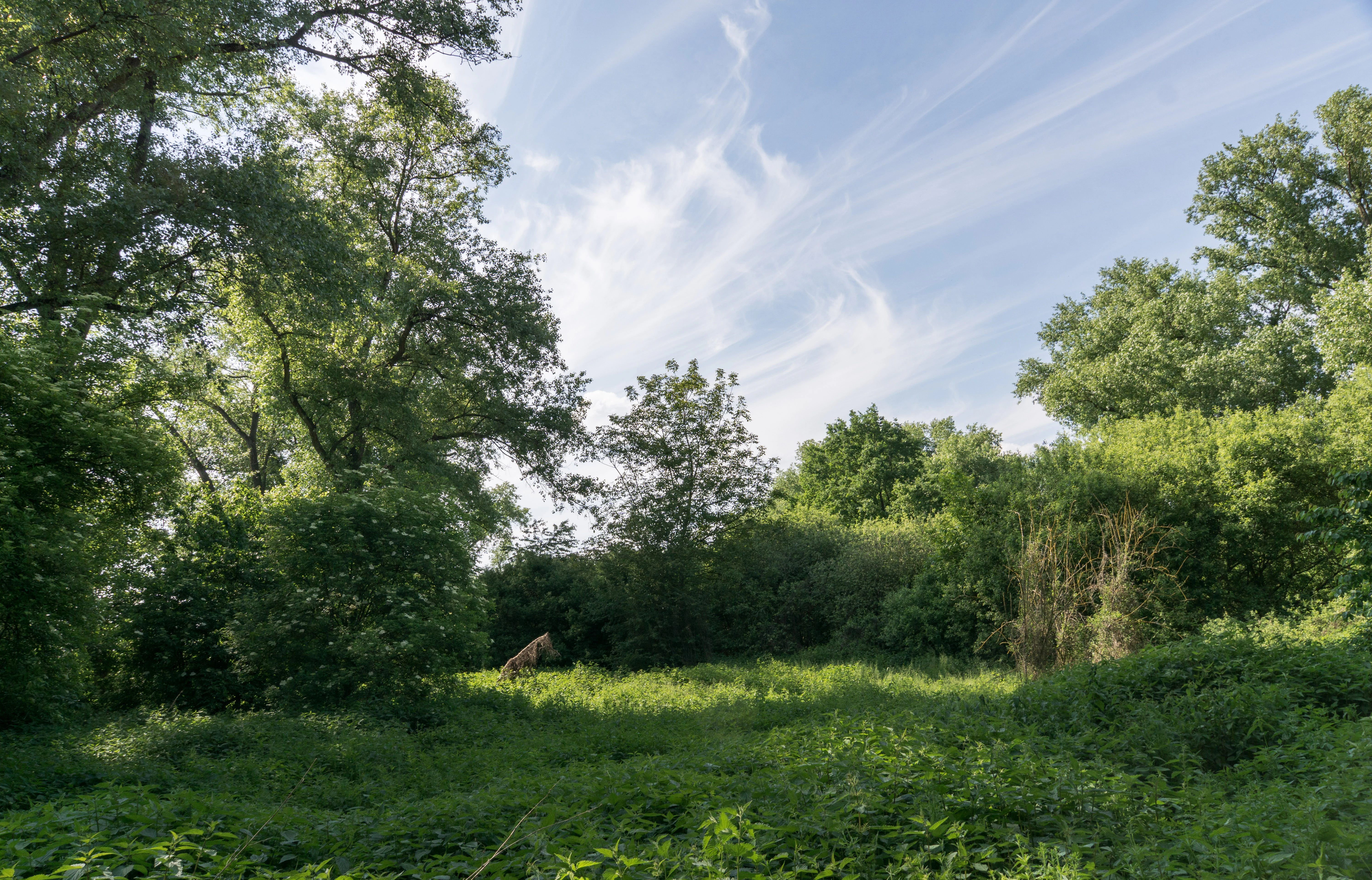 A wide angle view of a sunlit grassy clearing bordered by thick trees and shrubs in a nature reserve.