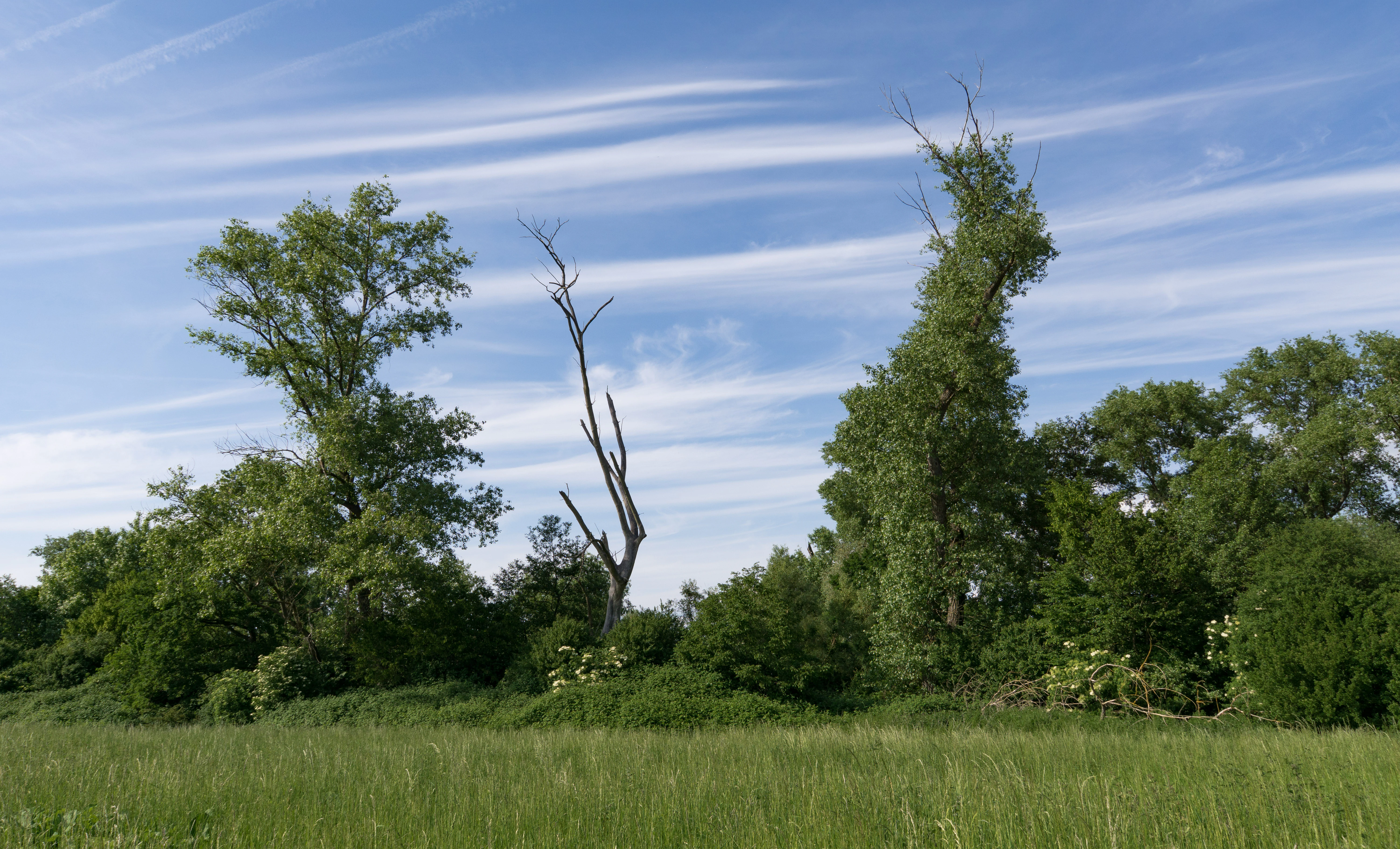 A green meadow in the foreground leads to a line of trees, including one dead, leafless tree standing in the center, under a blue sky with thin, wispy clouds.