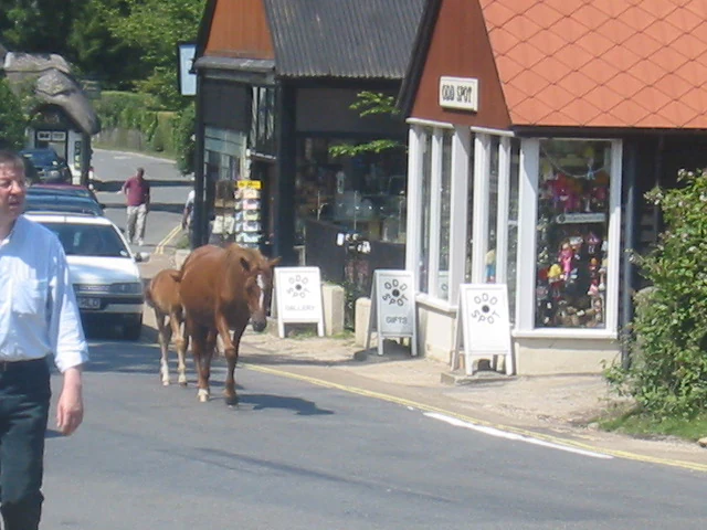 Two brown ponies walking on a street next to a shop with people nearby.