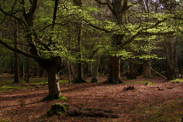 Beech trees in a forest with dappled sunlight and fallen leaves on the ground