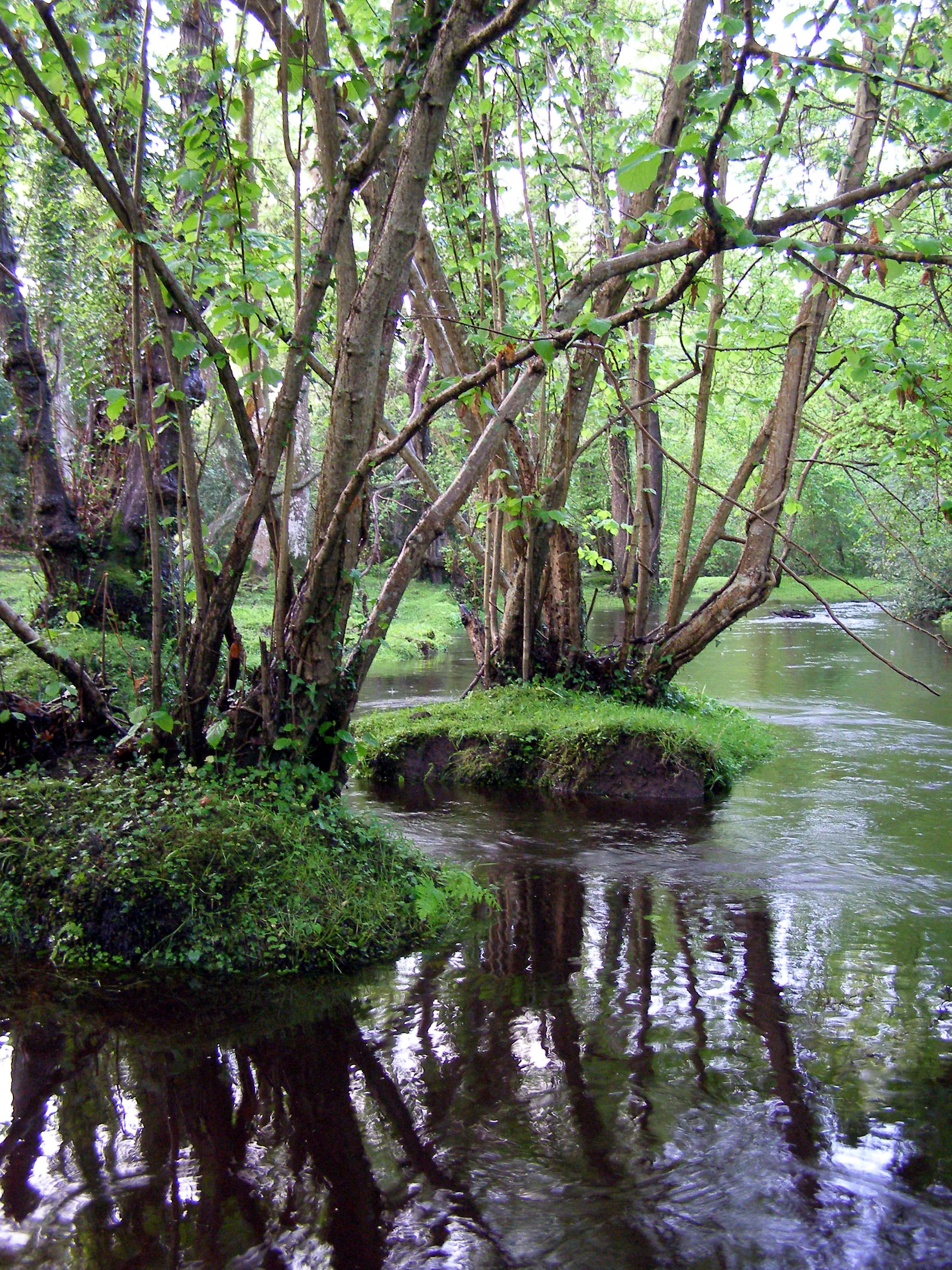 Calm river reflecting alder trees and greenery, with lush vegetation along the banks