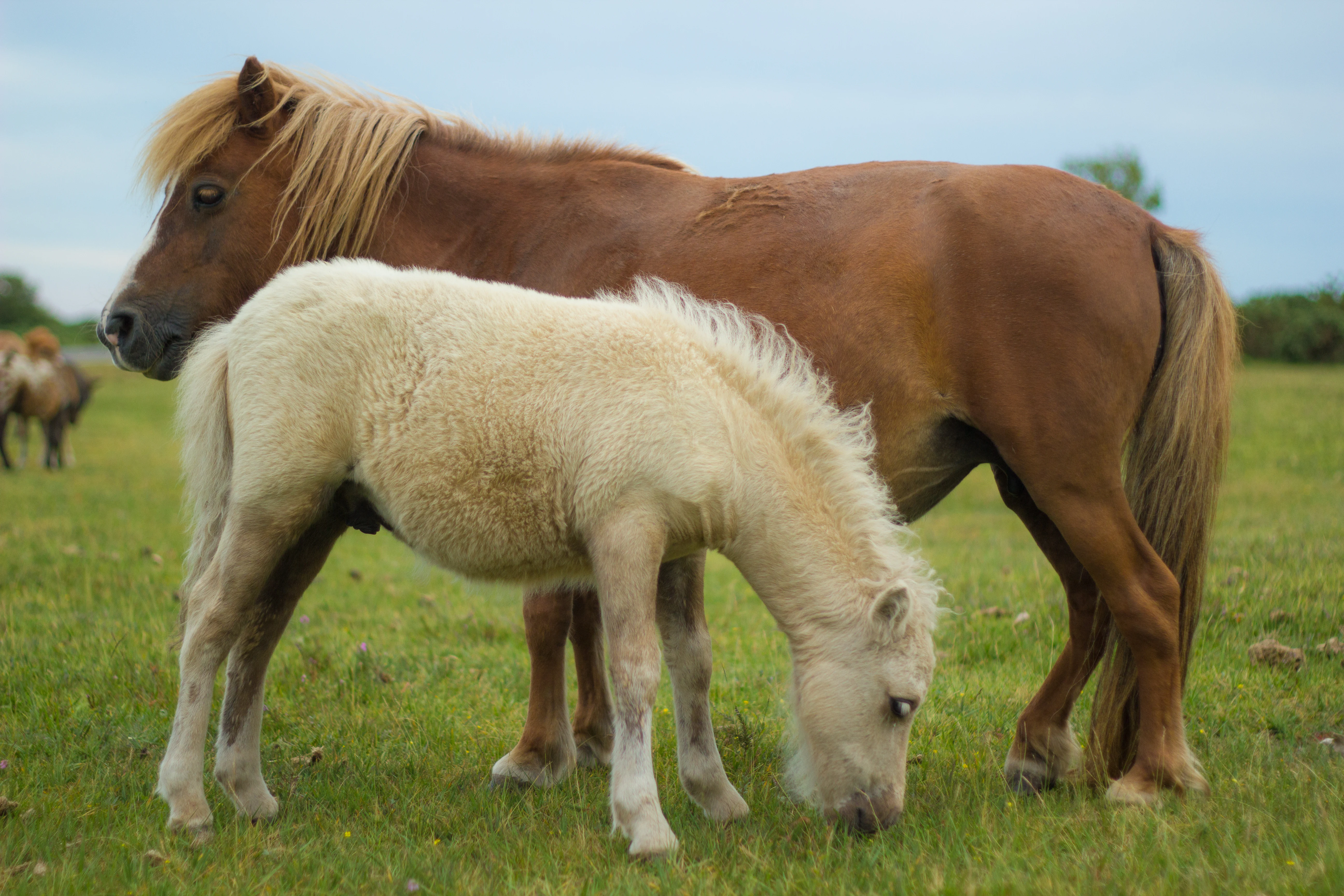 Two Shetland Ponies, one light-colored and one brown, grazing in a grassy field