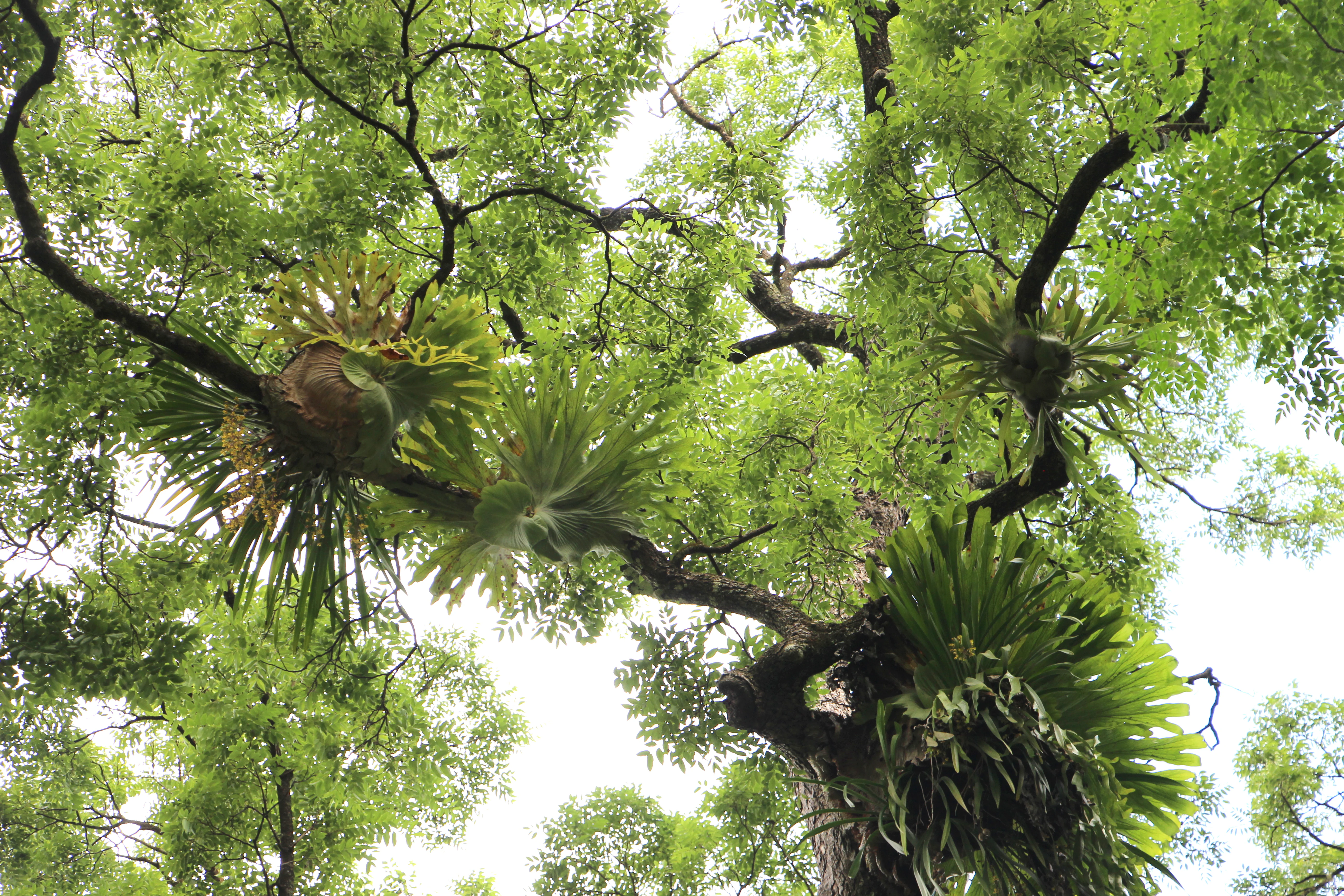 A low angle view looking up into the canopy of a tall tree, showing several large staghorn or elkhorn ferns growing as epiphytes on the tree branches.