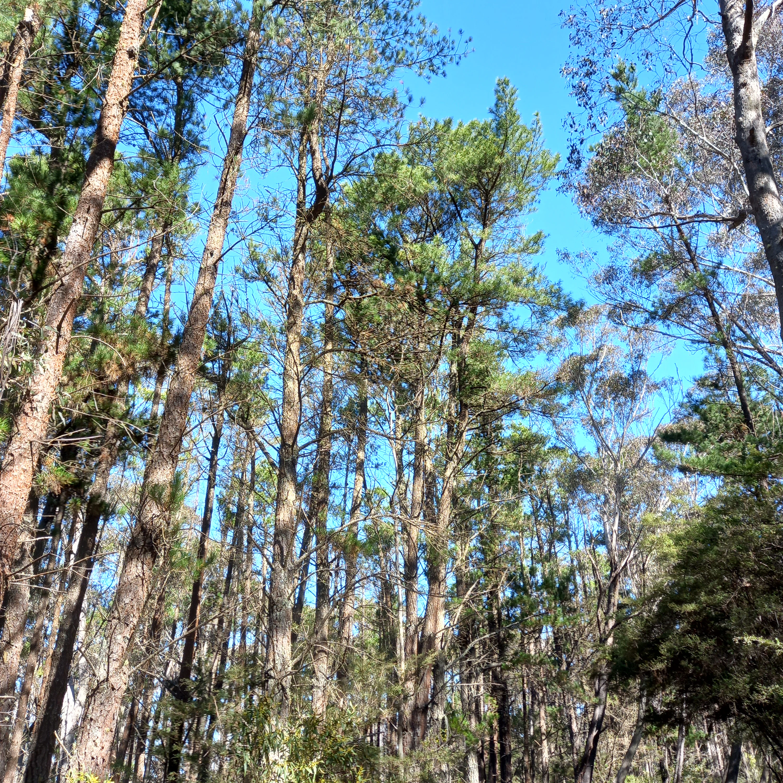 A low angle view looking up into a dense canopy of tall, mature Radiata pine trees against a bright blue sky in Ngula Bulgarabang Regional Park.