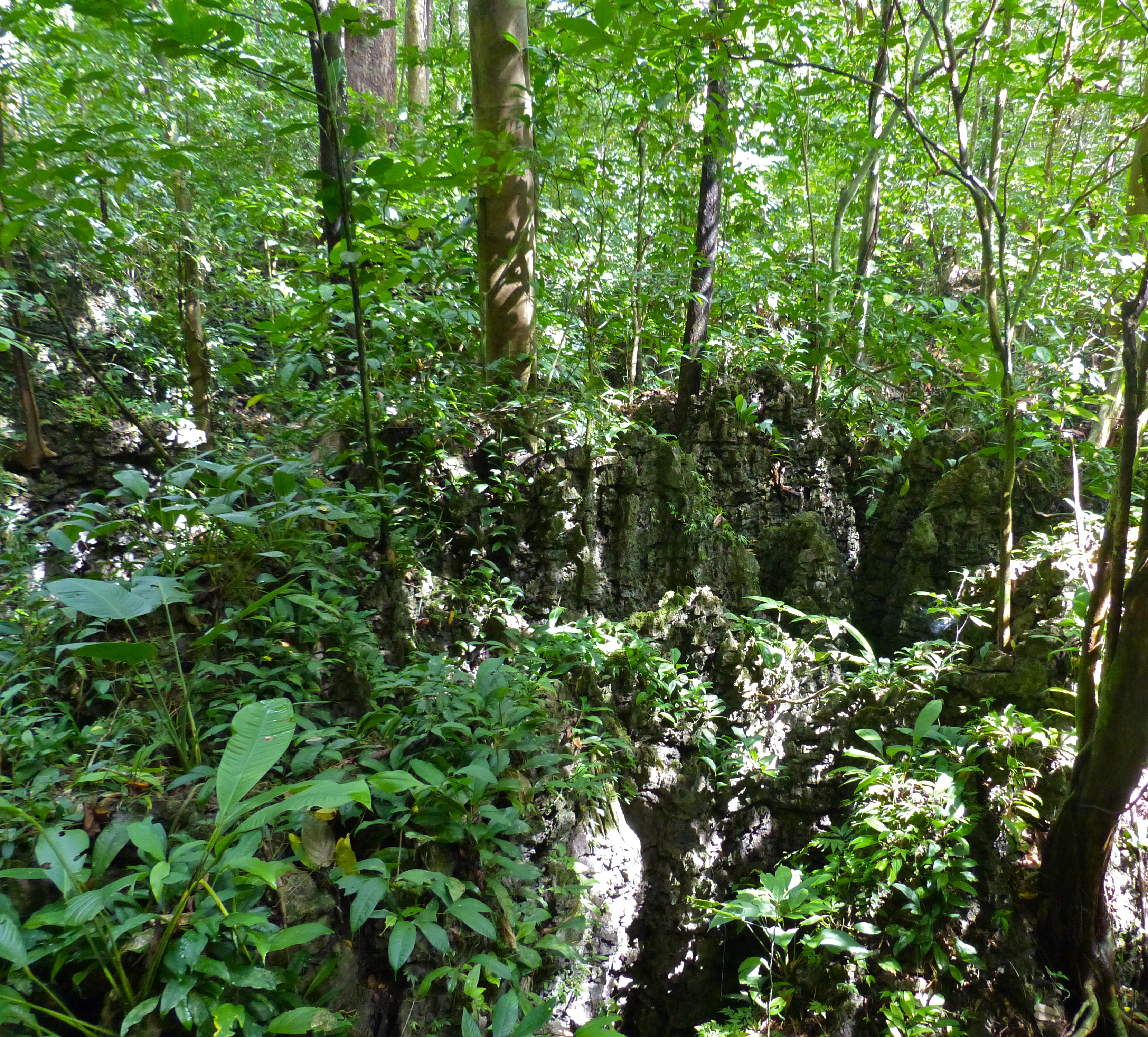 Dense green forest with limestone rock formations in the background