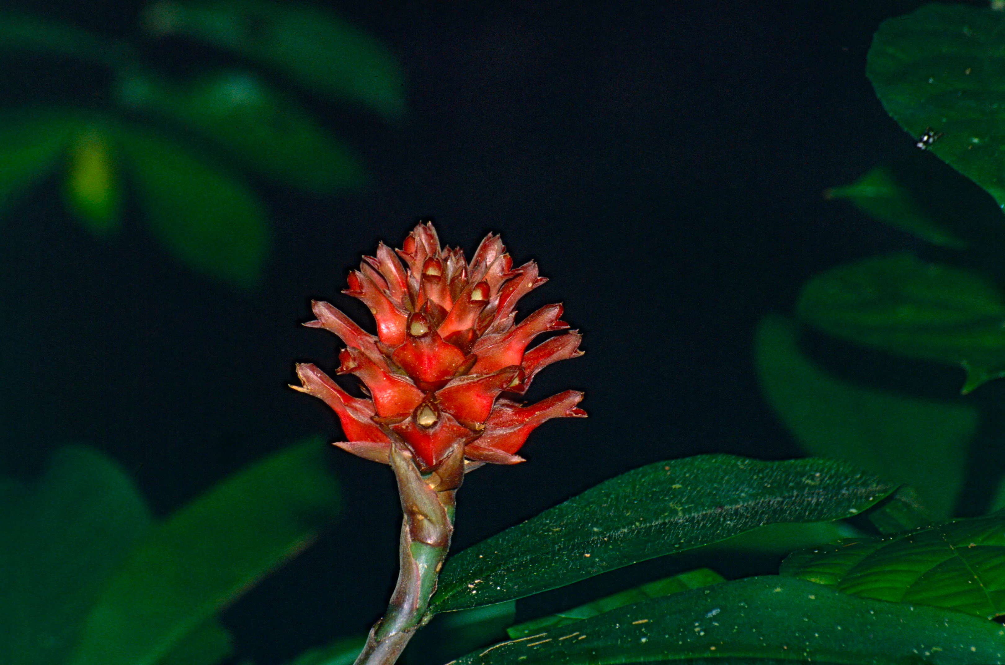 Red bracts of Cane Reed plant with green leaves, close-up view