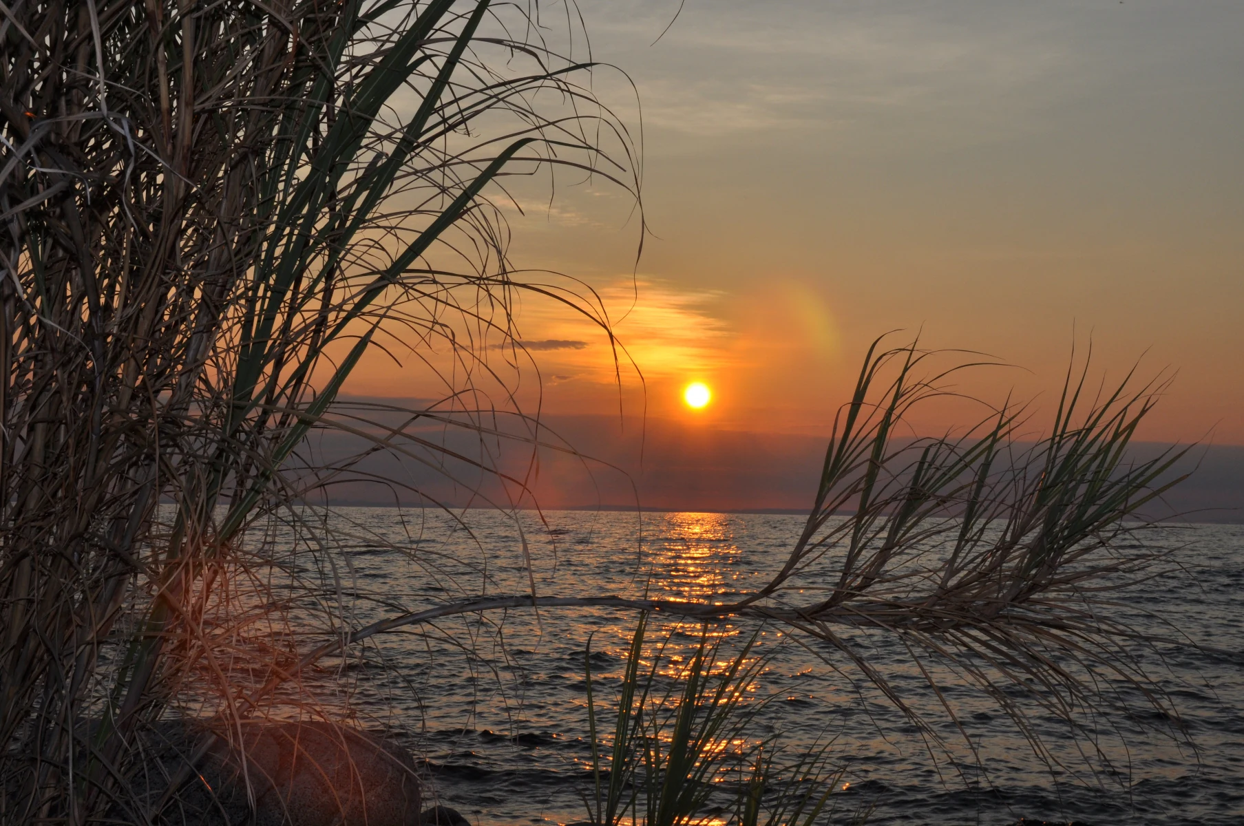 Sunset over a lake with tall grasses in the foreground, reflecting on the water.