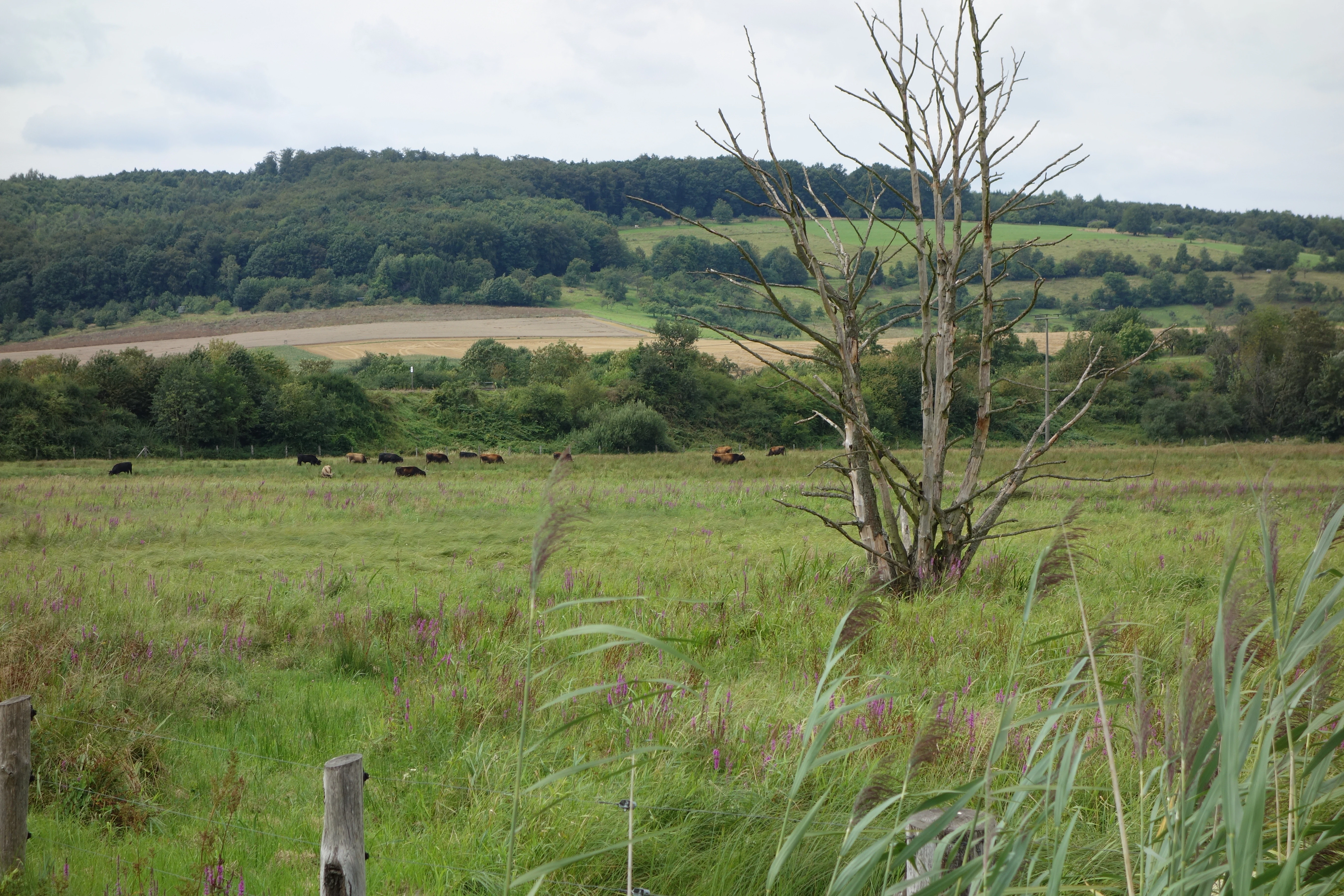 A wide view of a green wetland meadow in Nidderauen von Stockheim with a bare, dead tree in the foreground and dark cattle grazing in the distance, backed by forested rolling hills.