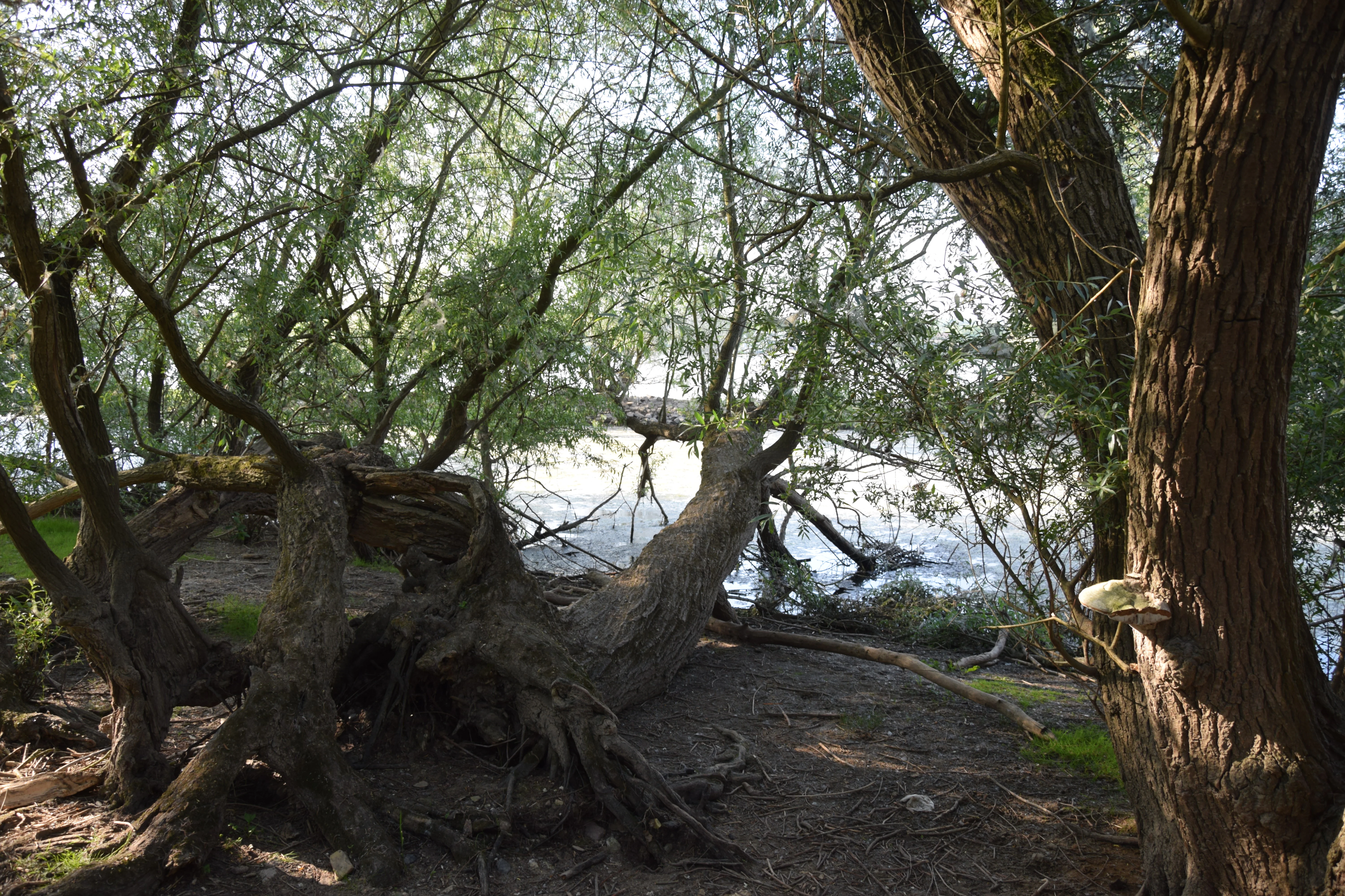 A cluster of willow trees with textured bark and overhanging branches growing on the bank of the Rhine river.