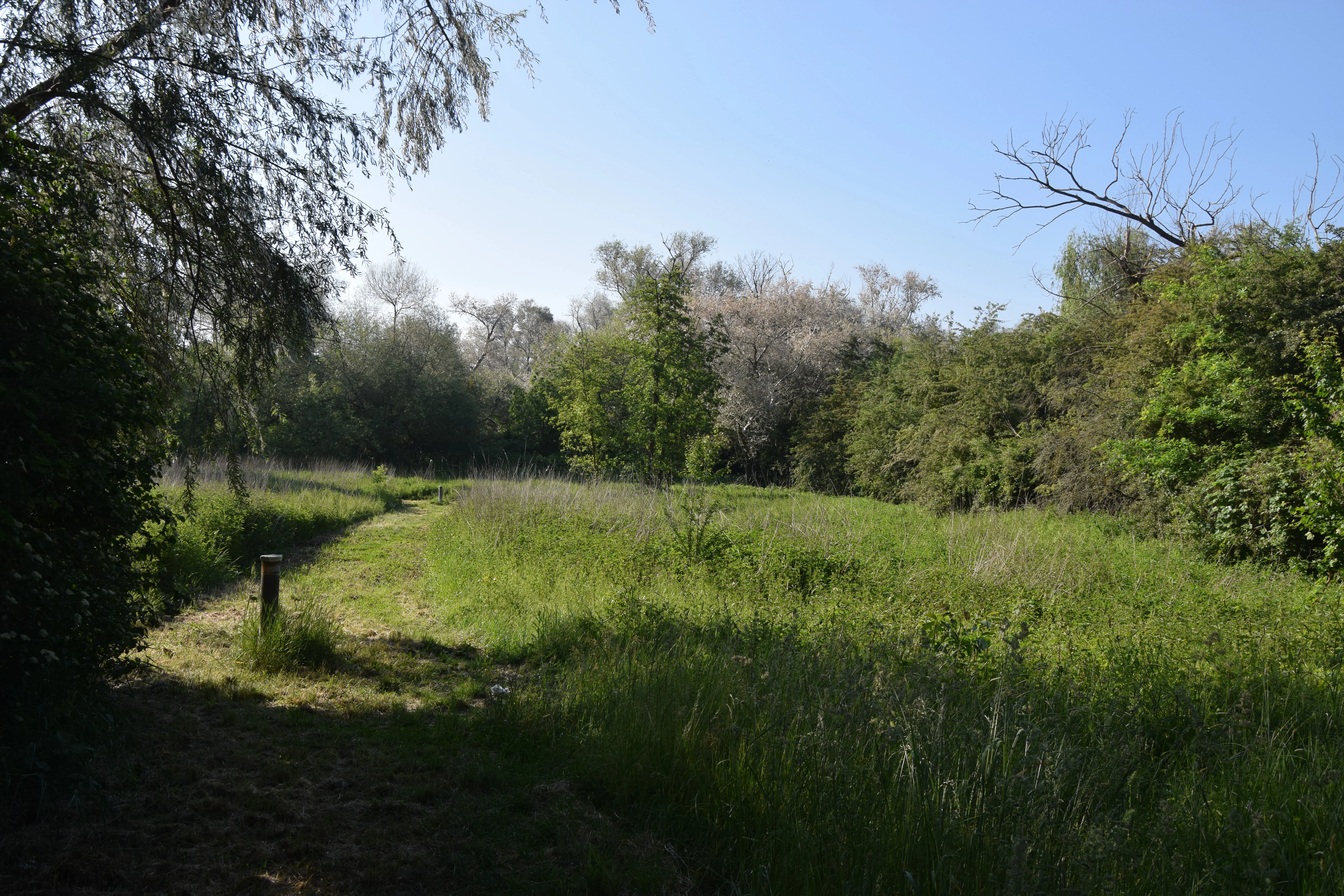 A narrow dirt path through a grassy meadow bordered by trees and shrubs in the Niederwallufer Bucht nature reserve.