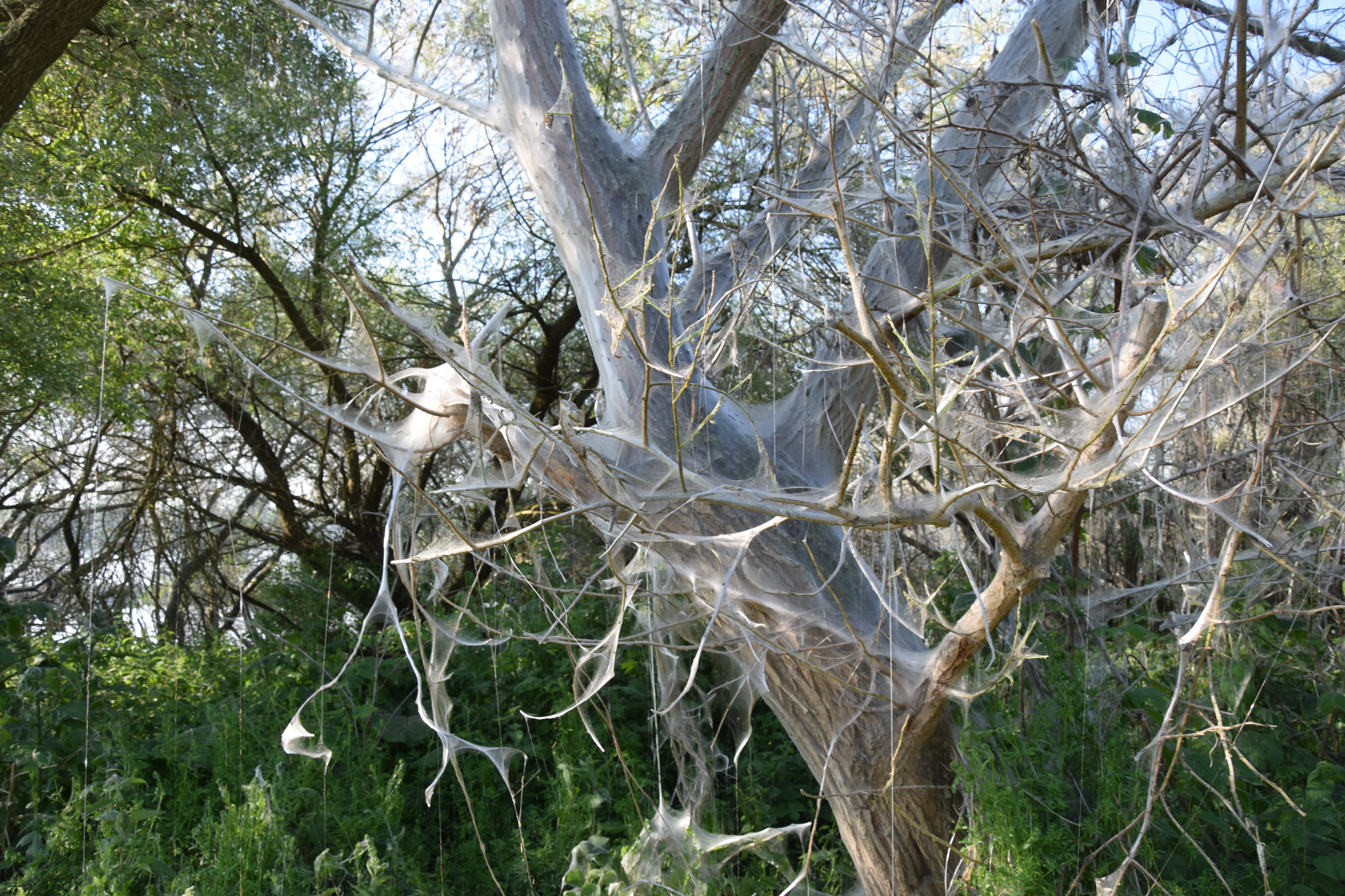 A tree in a forest setting has its branches and trunk heavily draped in extensive, translucent spider-like silk webbing.