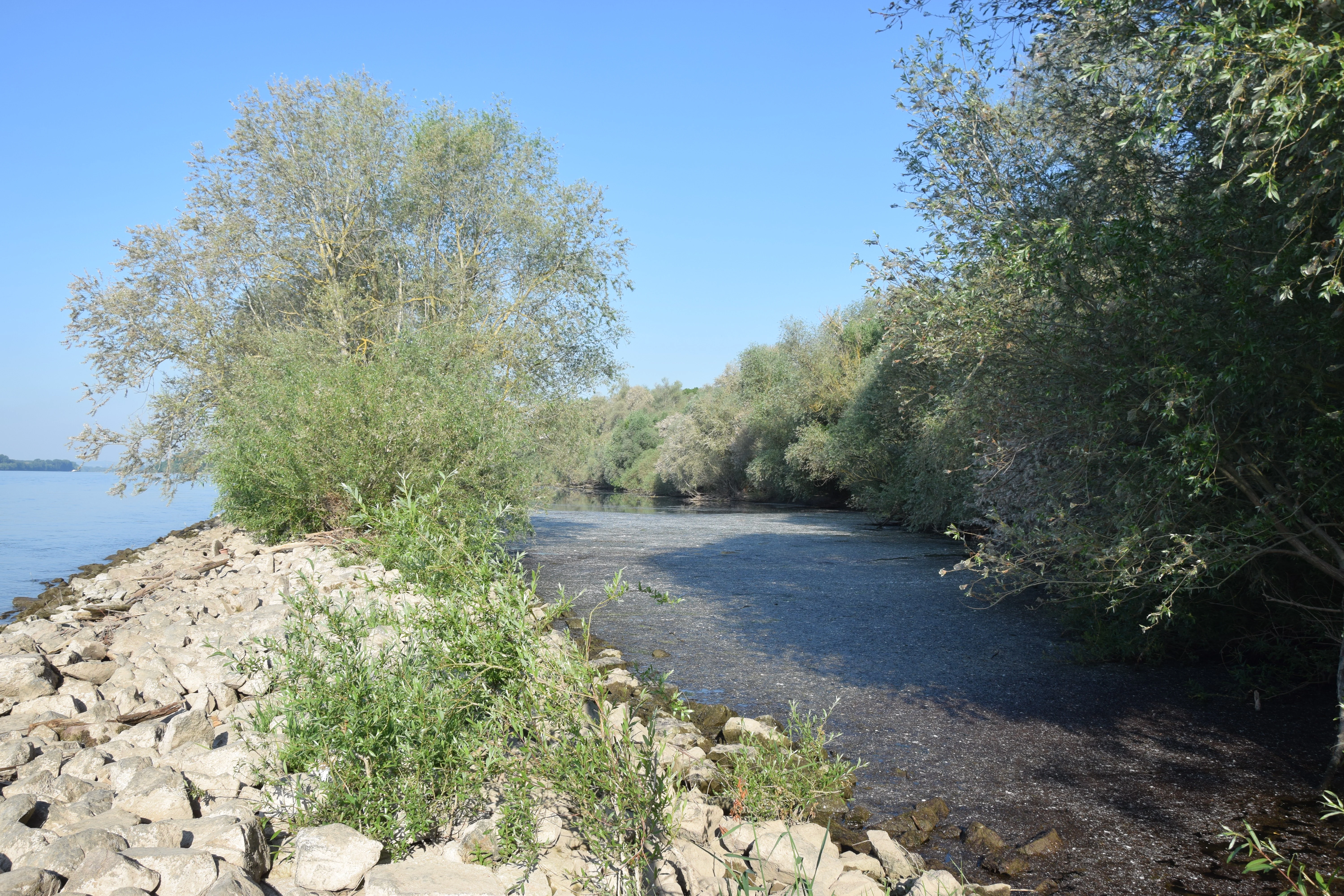 A sunny day view of a river shoreline with a rock-lined bank, lush green trees, and calm flowing water.