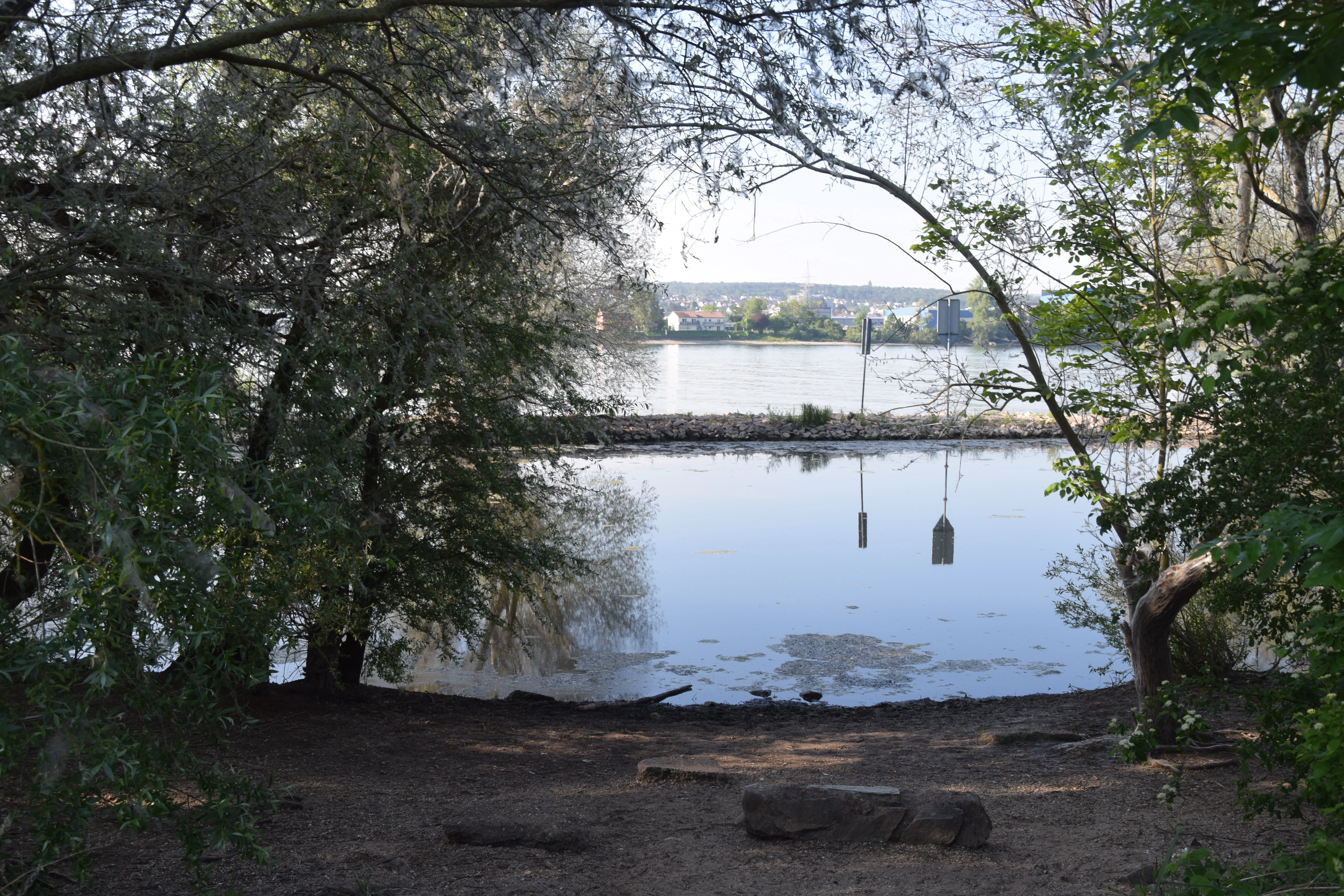 Looking out from a tree-lined riverbank towards the Rhine river with a low stone embankment separating the foreground inlet.