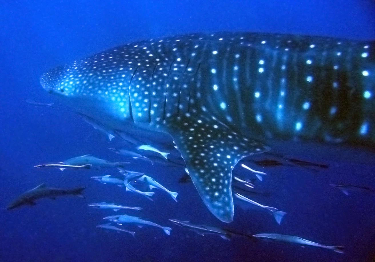 A large whale shark with its characteristic white spots swims underwater, accompanied by a school of smaller fish.