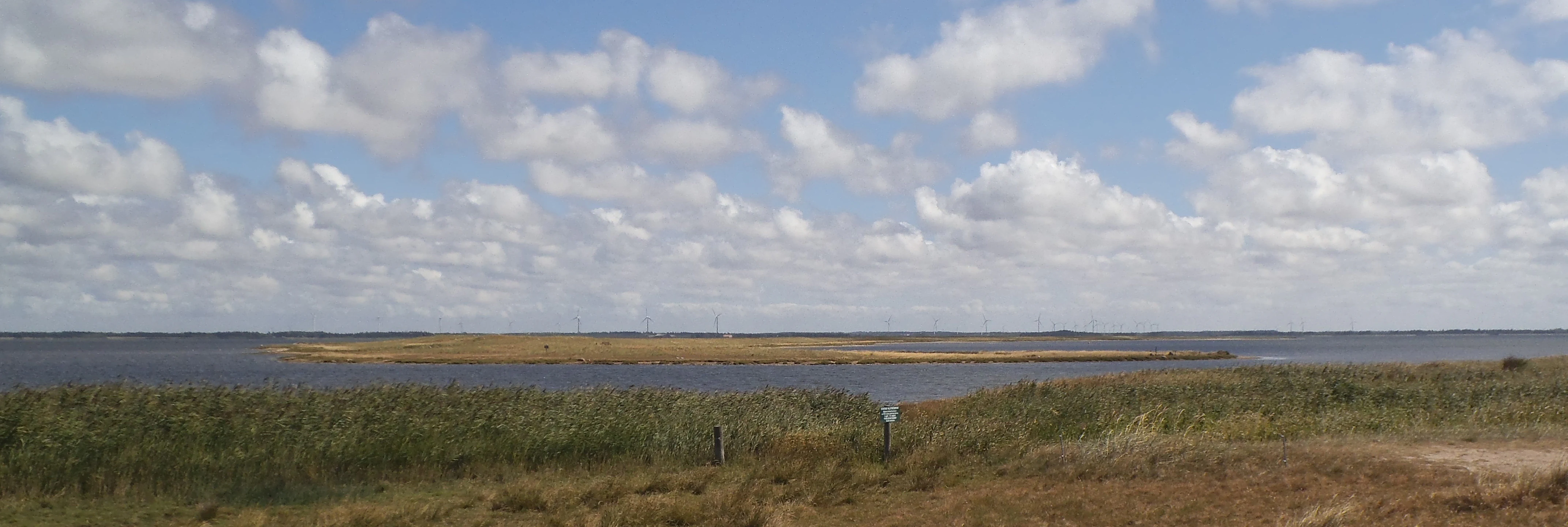 A wide view of a low lying island called Fjando surrounded by the water of Nissum Fjord, with tall grasses in the foreground and a cloudy blue sky above.