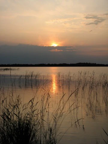 A peaceful lake at sunset with reeds emerging from the water in the foreground and a distant, flat shoreline under a hazy, warm sky.