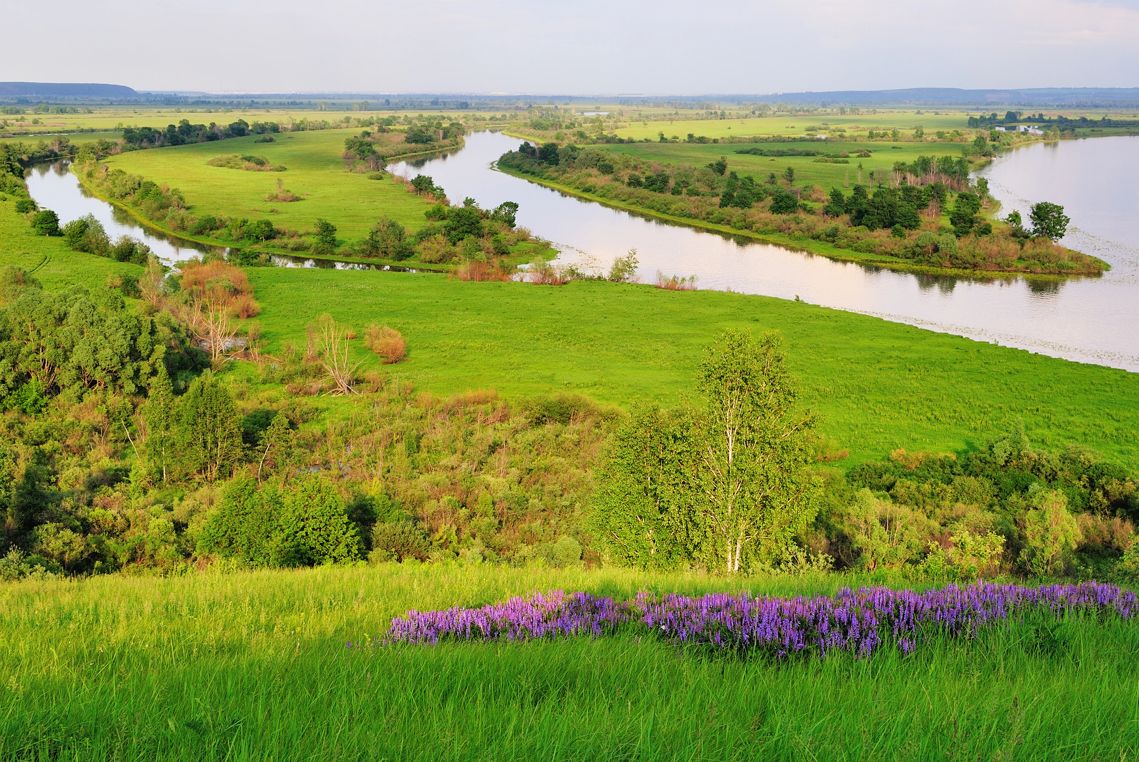 Wide river flowing through green meadows and forests with purple wildflowers in the foreground