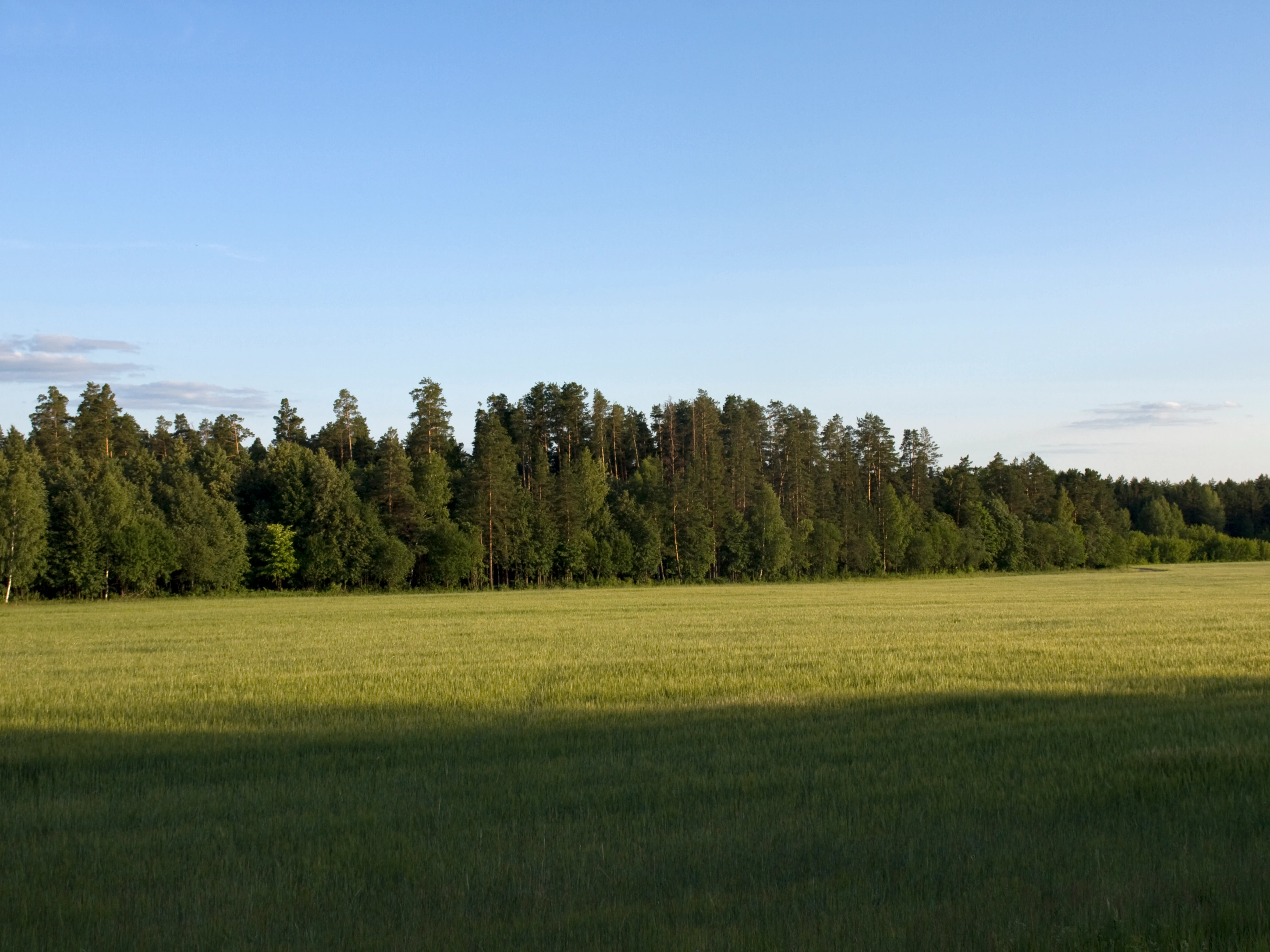Open grassy field extending toward a dense forest under a clear blue sky