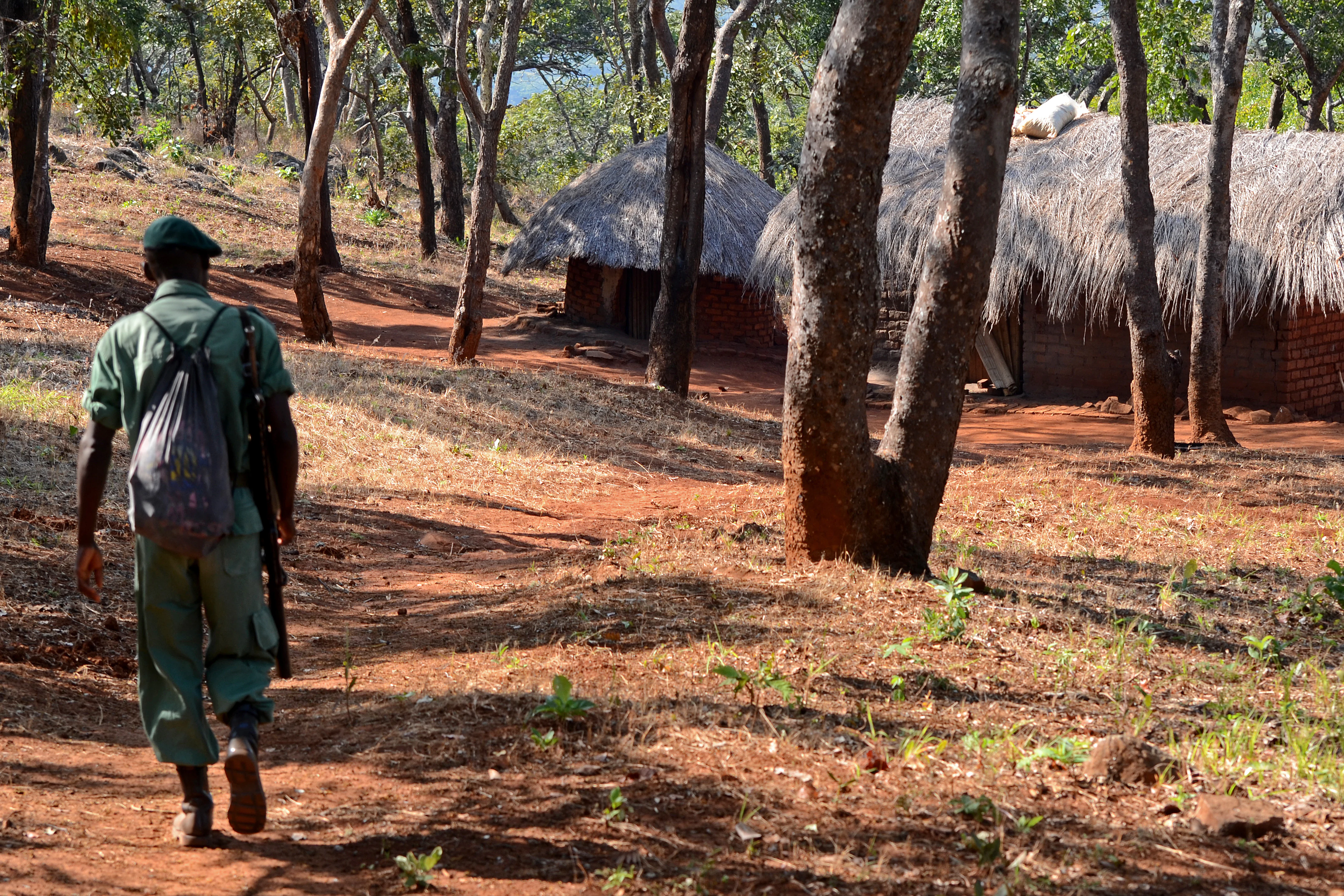 A park ranger in a green uniform and hat, seen from behind, walking on a reddish dirt path through a forest toward two small, round, thatched-roof huts.
