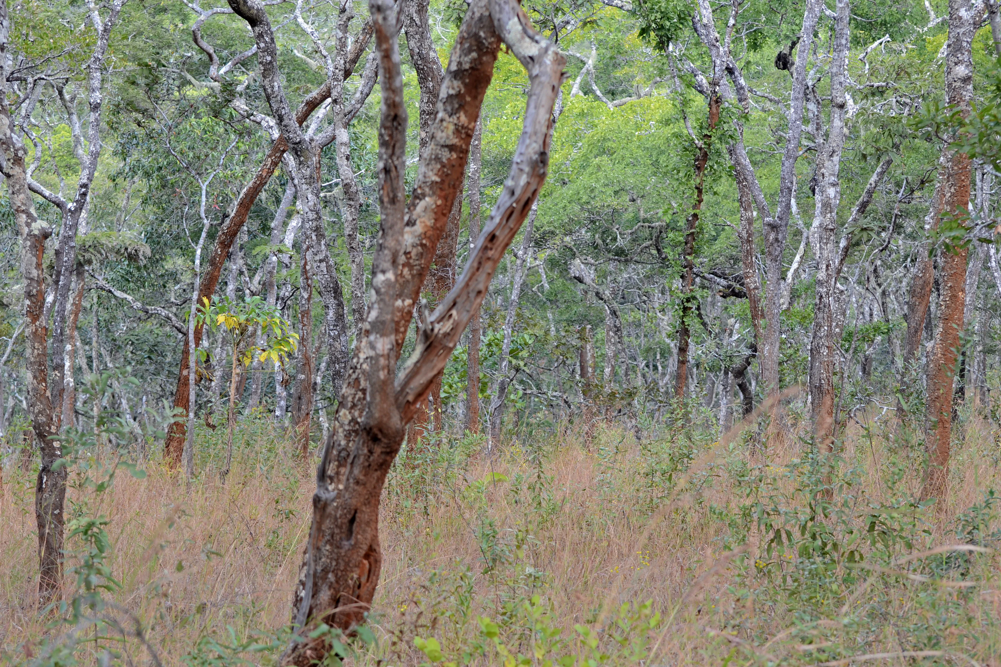 A dense stand of trees with thin, reddish-brown trunks and green canopies rising above dry, tan-colored tall grasses.