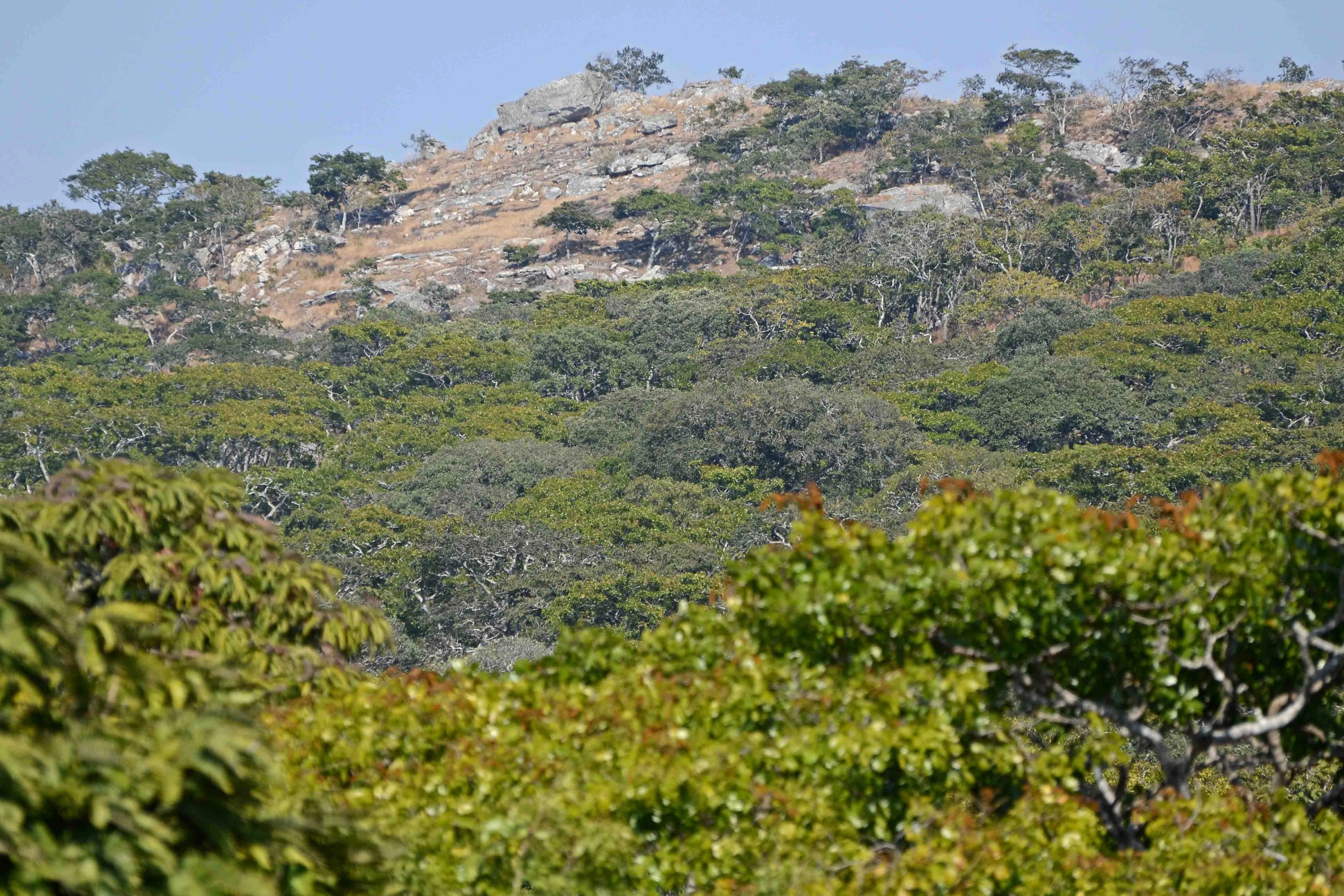 A sunny hillside in Nkhotakota Wildlife Reserve featuring rocky outcrops and patches of dense green woodland under a clear sky.