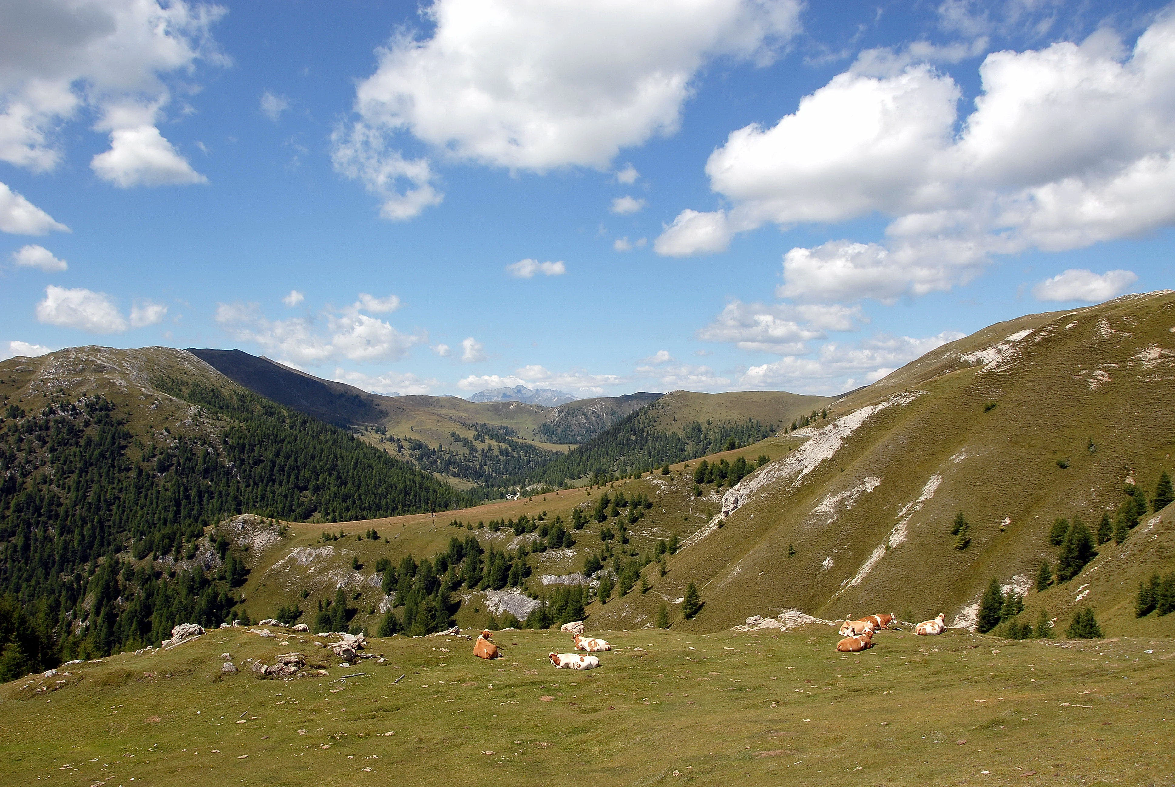 A wide view of the Nock Mountains landscape in Austria, showing rolling green hills, patches of forest, and cattle grazing on a pasture in the foreground under a blue sky with scattered clouds.