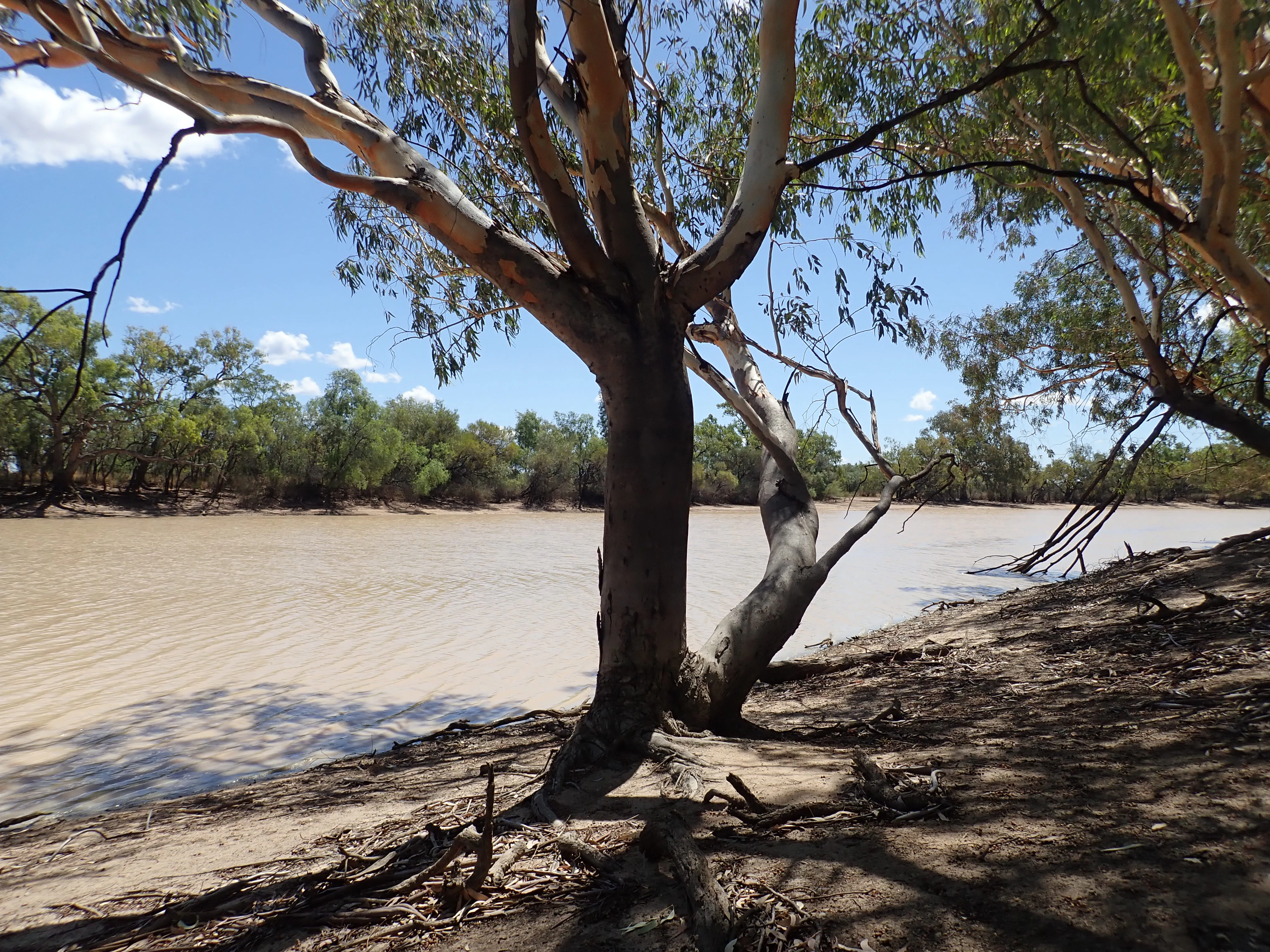 A wide, muddy river flows past a sandy bank shaded by eucalyptus trees with smooth, light-colored trunks.
