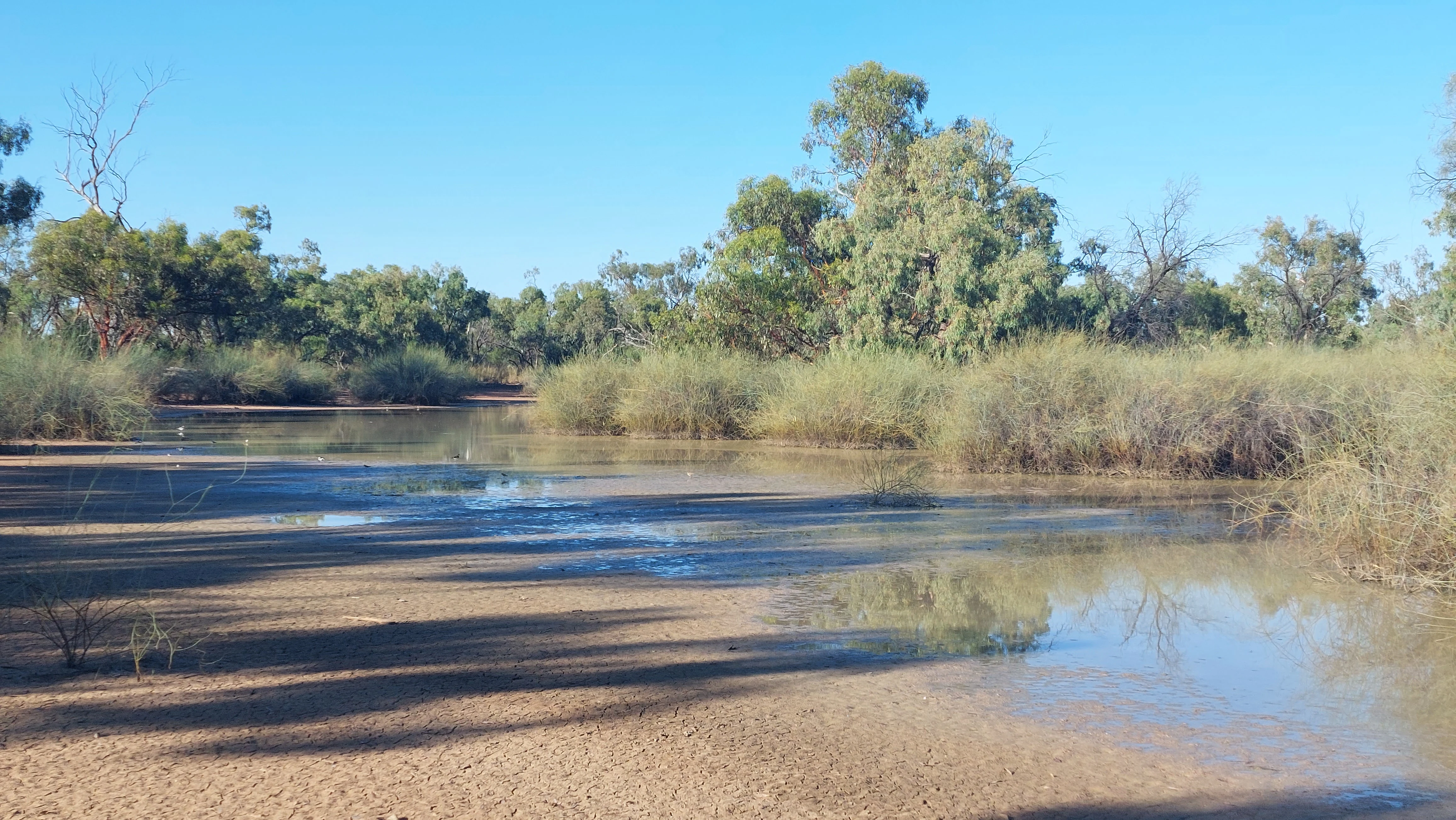 A wide, low-angle shot of a shallow swamp with muddy banks and sparse green shrubbery under a clear blue sky.