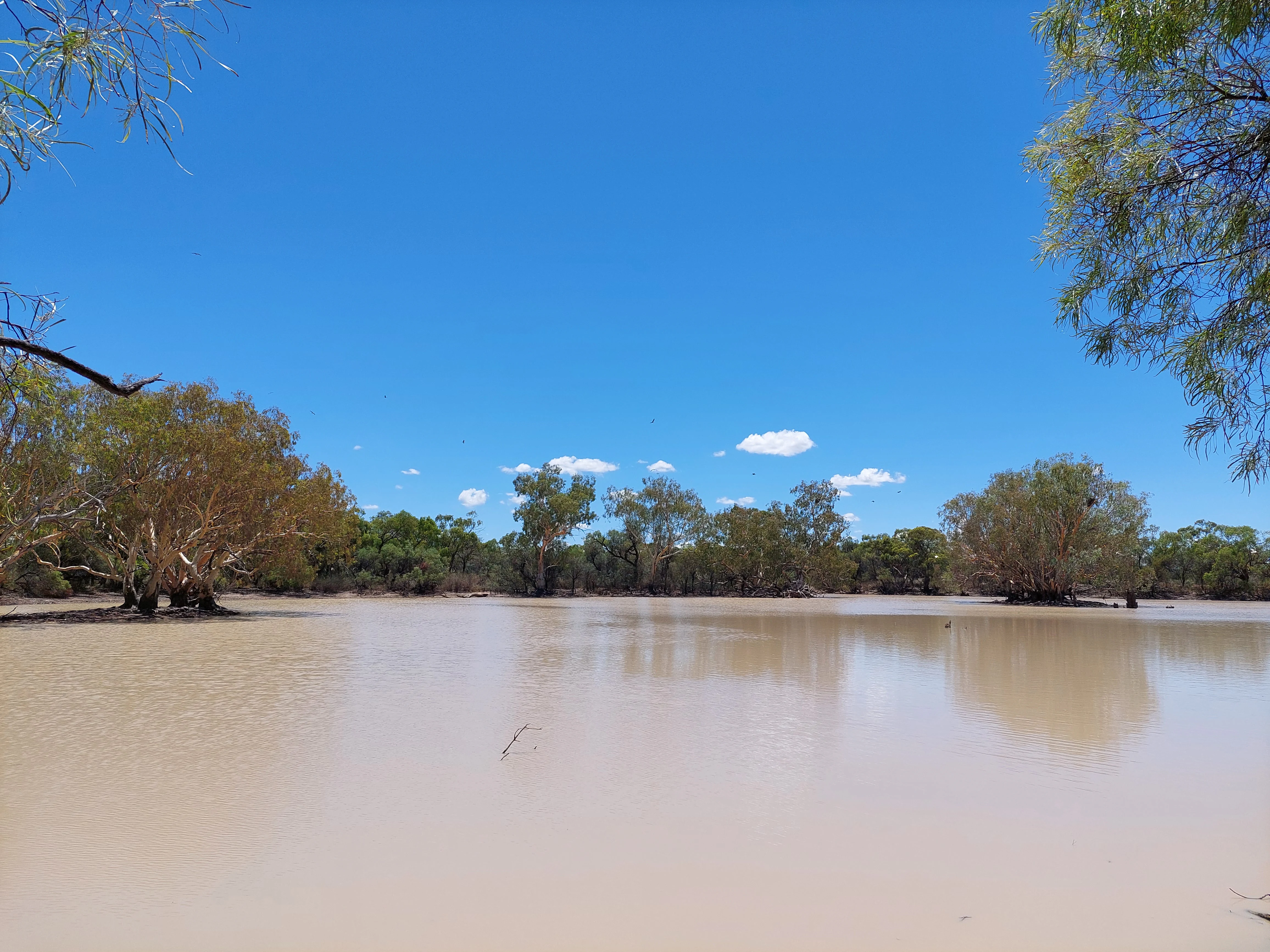 A wide, calm, muddy river channel surrounded by Australian eucalypt trees under a clear blue sky.
