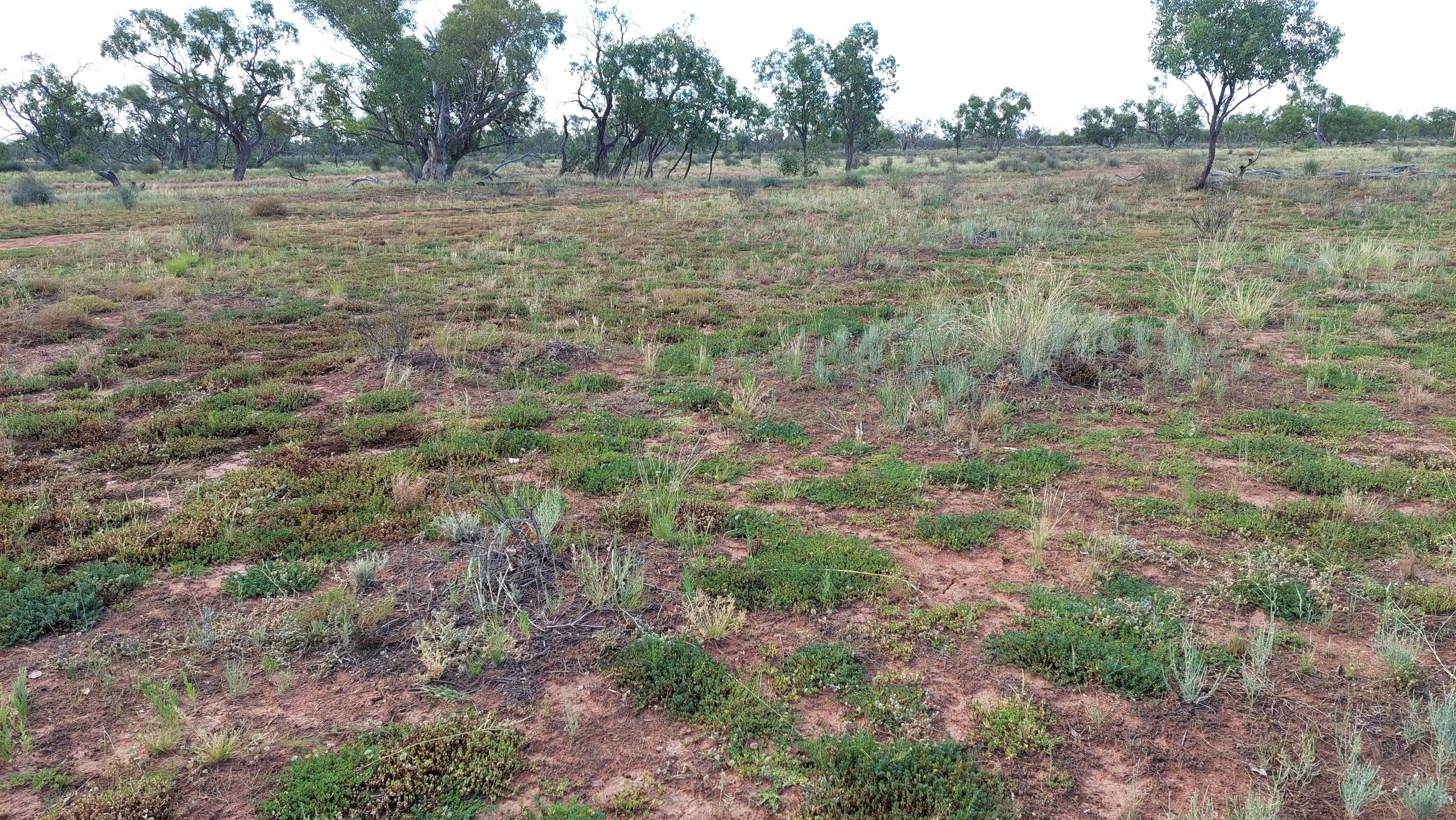 Wide shot of a flat, reddish-brown claypan landscape with low-lying green vegetation and scattered sparse trees in the background.