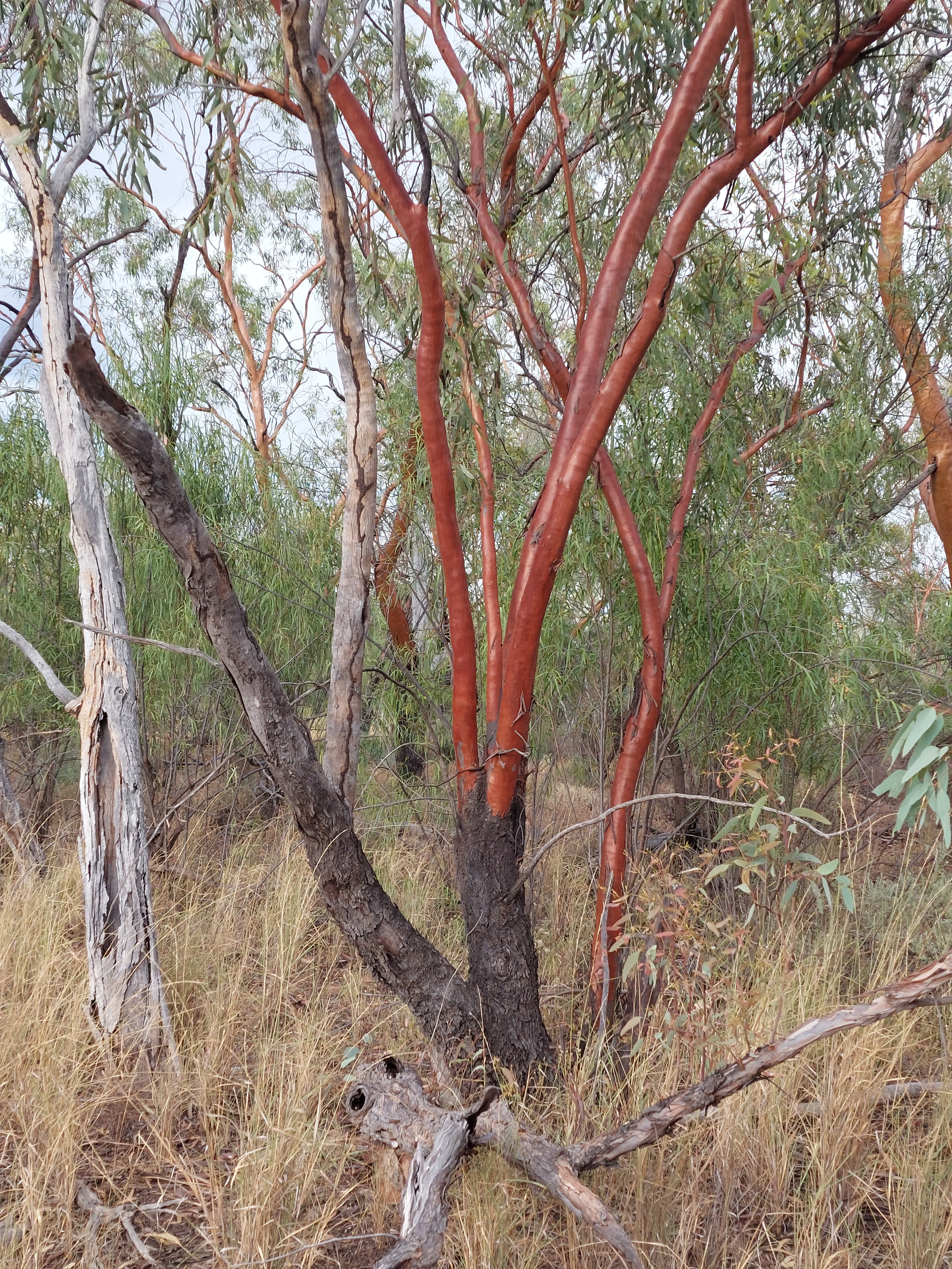 A medium shot of a Yapunyah tree with a multi-stemmed trunk, showcasing smooth reddish-brown bark contrasting with dark, rough bark at the base and a surrounding dry grassy landscape.
