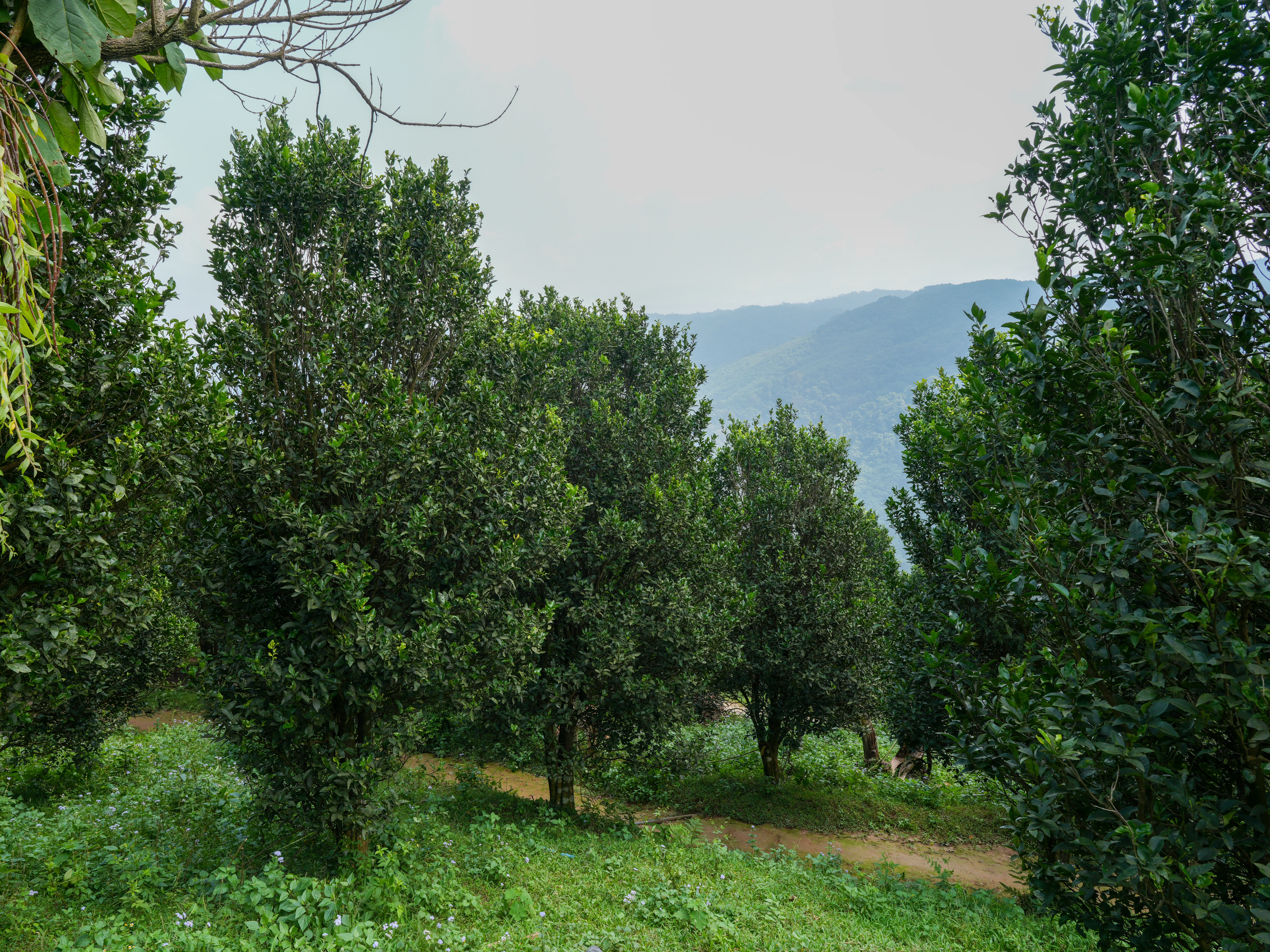 Green orange trees in an orchard with a dirt path and mountains in the background