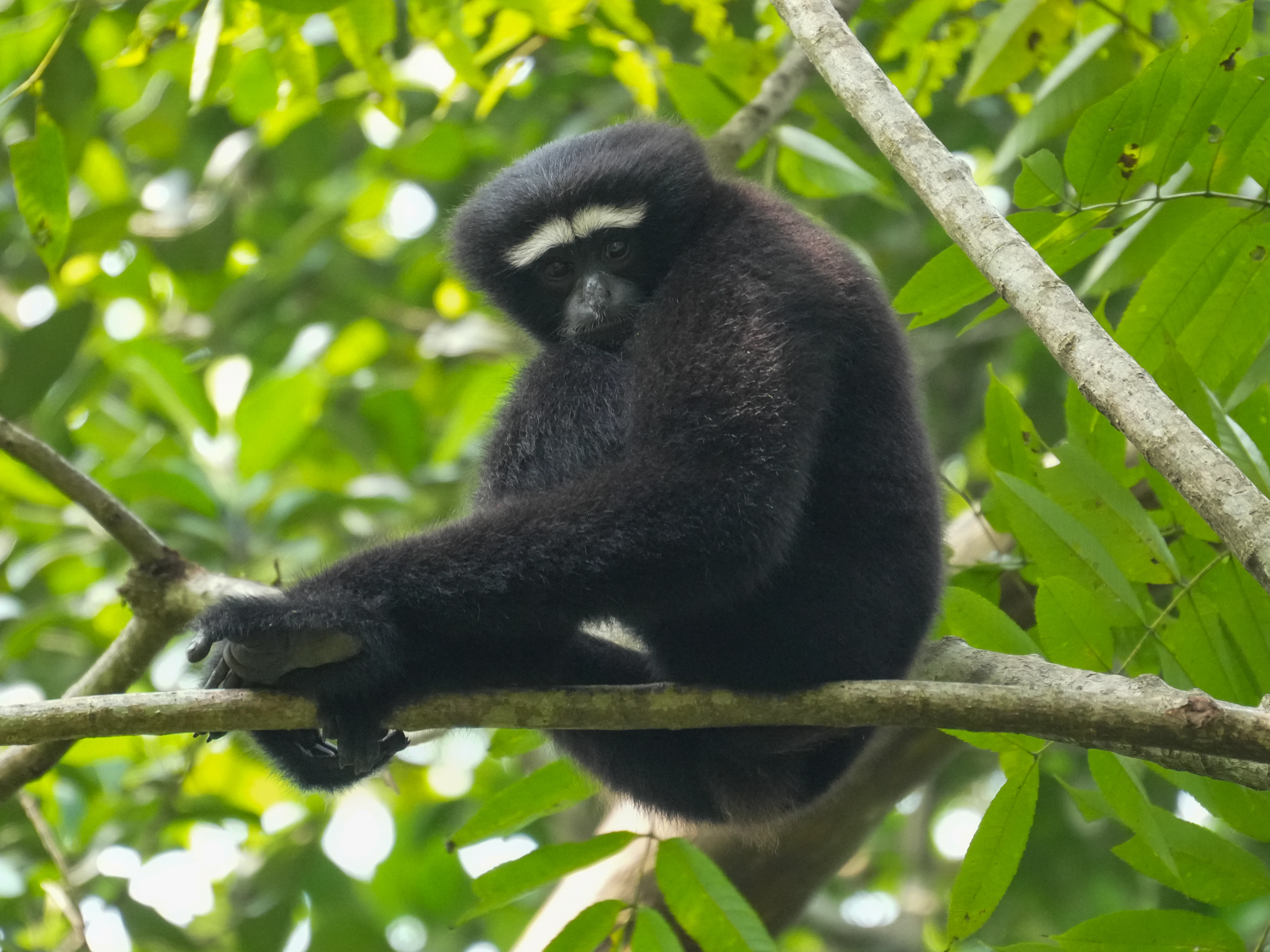 Male Western Hoolock gibbon with distinctive white facial markings sitting on a tree branch surrounded by green leaves