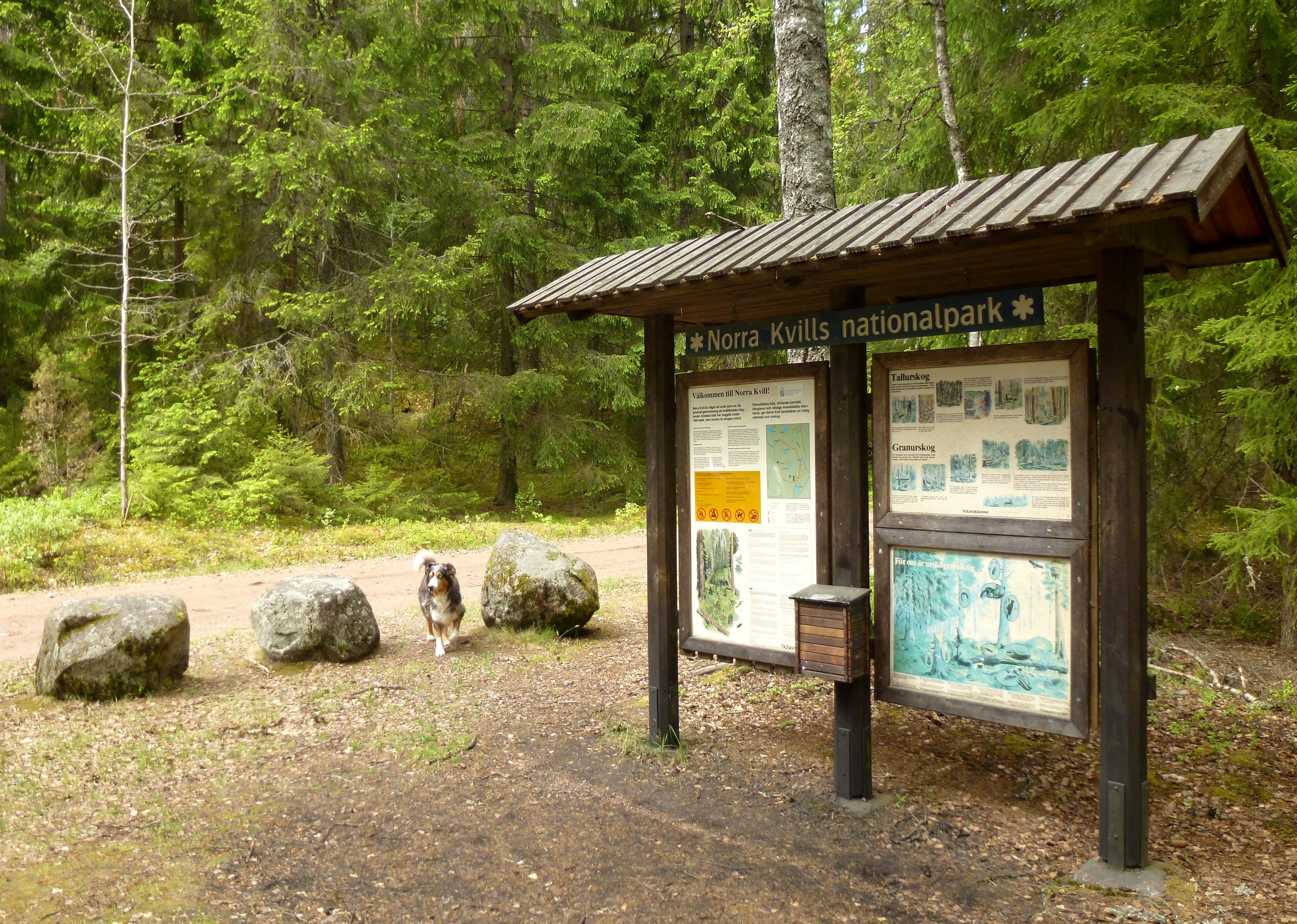 Wooden entrance sign for Norra Kvill National Park displaying information panels, a mailbox, and a dog running on a forest path with large rocks and green trees in the background