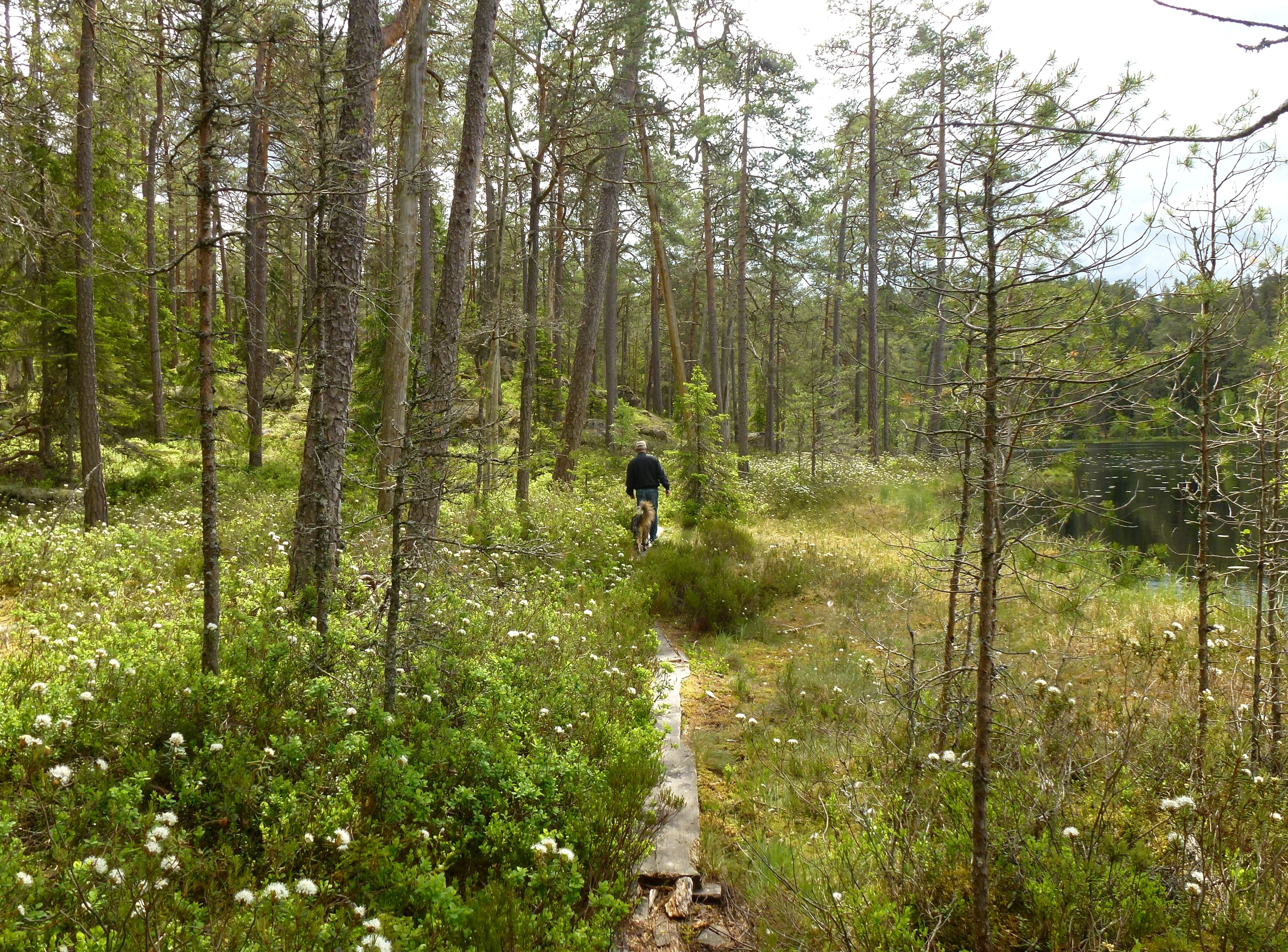 A person walking on a narrow wooden path through a forest with tall pine trees and green undergrowth.