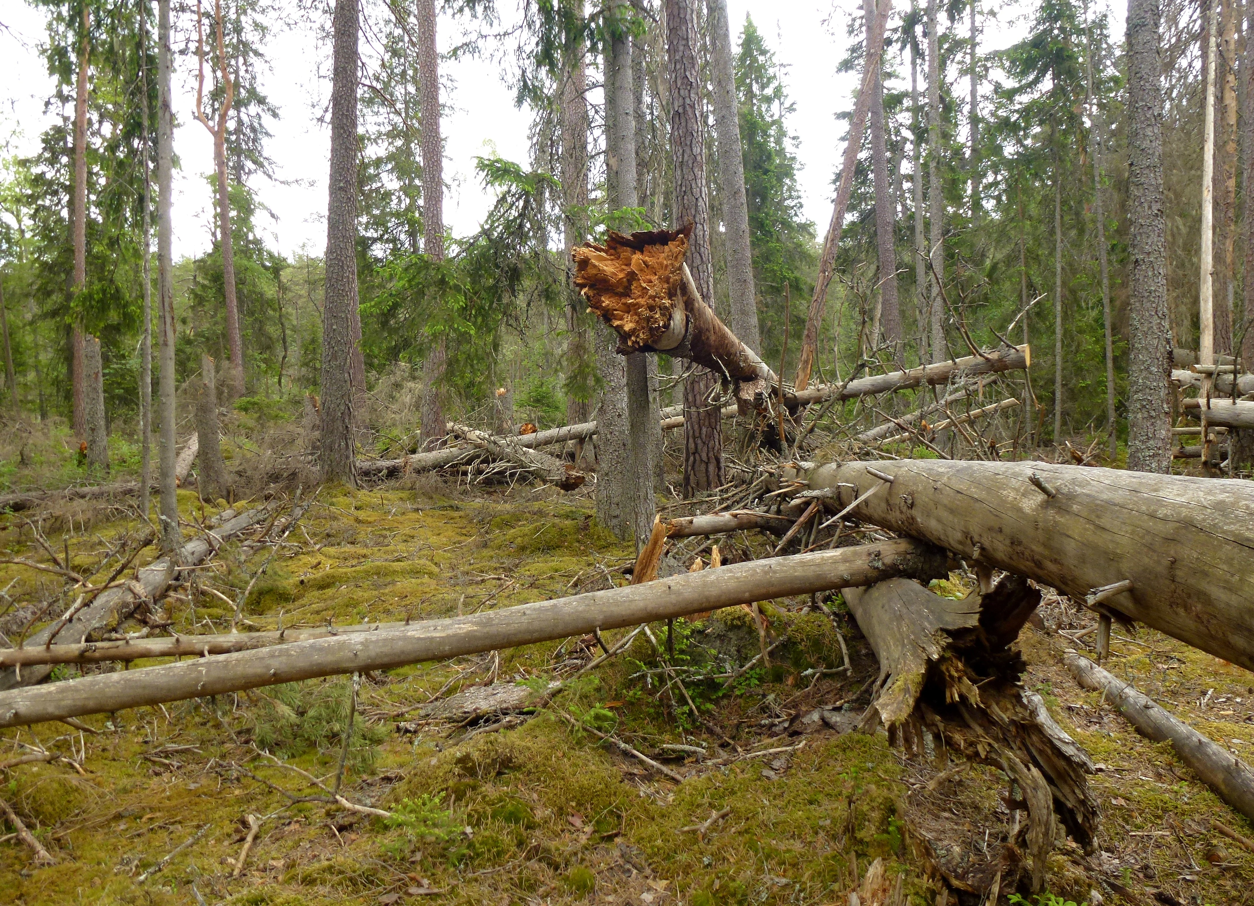 Forest floor covered with moss and fallen tree trunks among tall pine trees