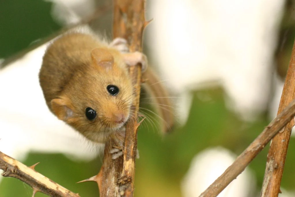 A close up view of a small, golden-brown hazel dormouse with large black eyes, gripping a thin, thorny twig.