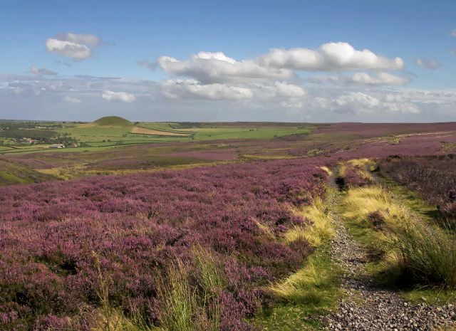 Purple heather moorland landscape with a gravel path winding through rolling hills under a blue sky with scattered clouds