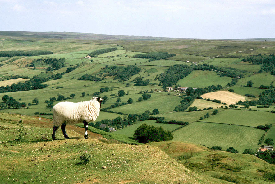 A sheep with thick white wool stands on a grassy hilltop, overlooking a landscape of rolling green fields and distant tree lines under a partly cloudy sky