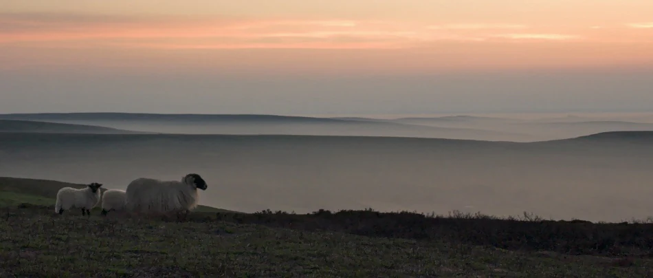 Sheep standing on a grassy hillside with misty horizon and colorful sky at sunrise