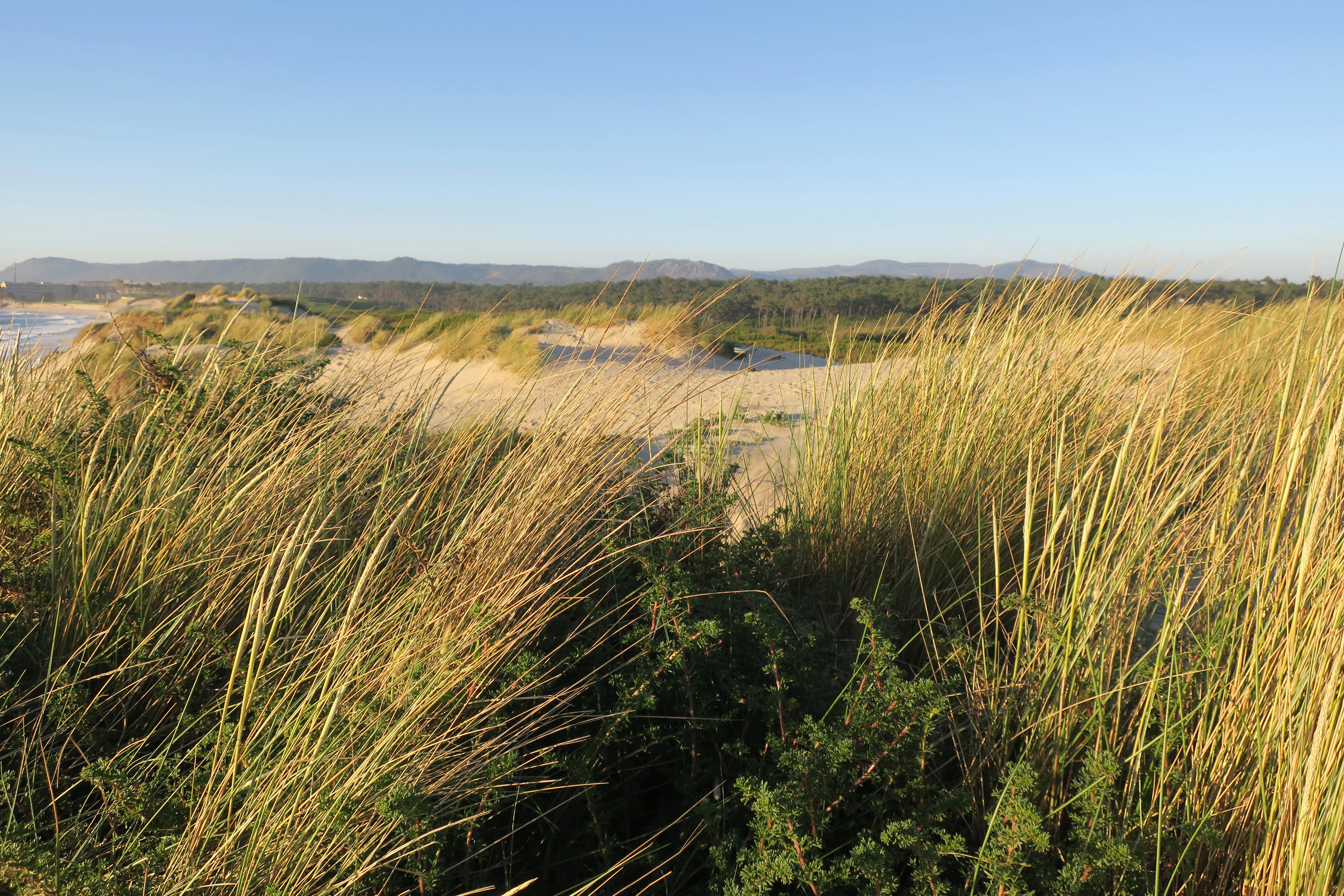 Coastal sand dunes with tall grasses and the Atlantic Ocean in the background