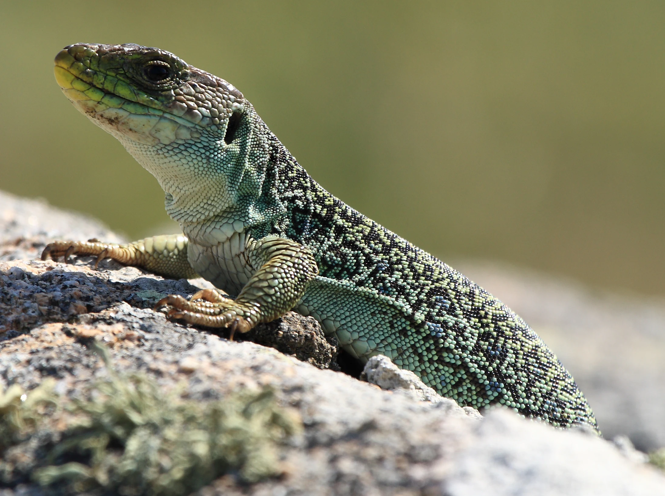 Green and brown patterned lizard resting on a rocky surface with moss