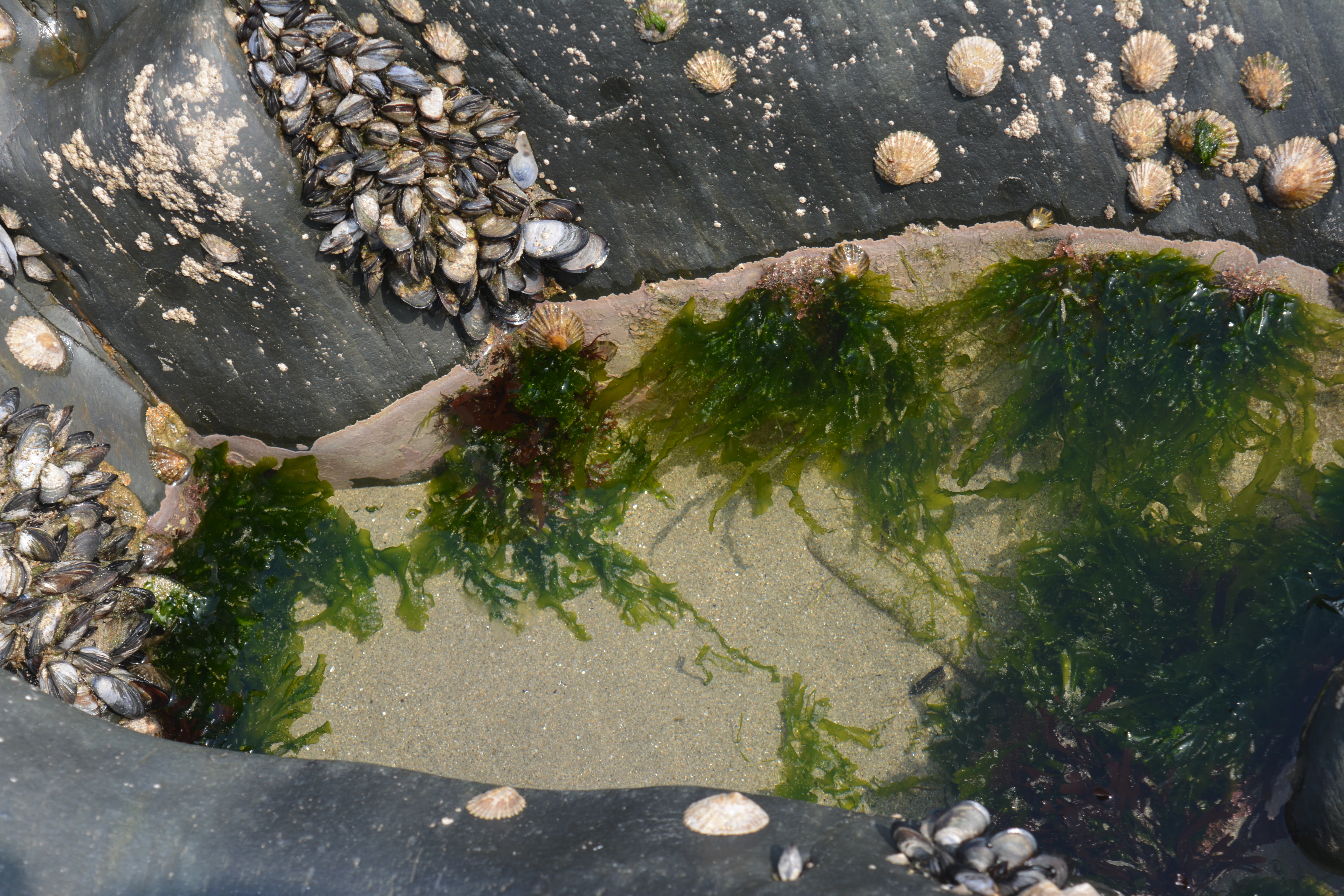 Close-up view of a tide pool with green algae and limpets on rocky shoreline